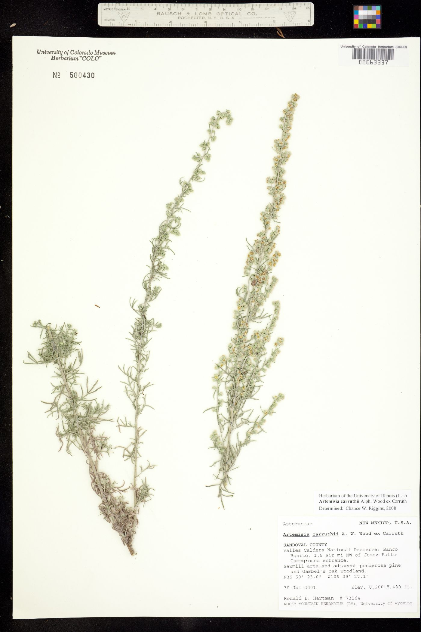 Artemisia carruthii image