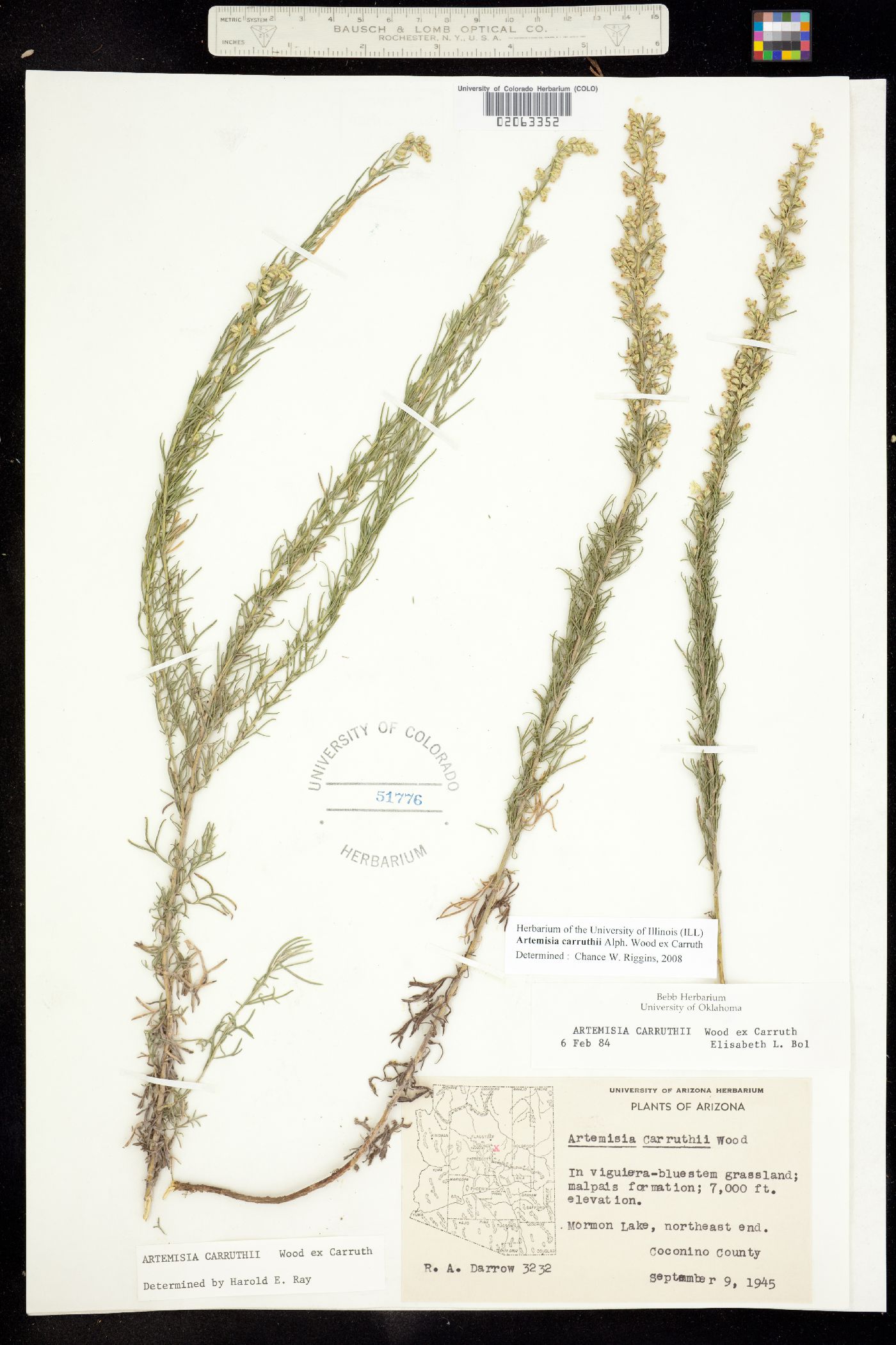 Artemisia carruthii image