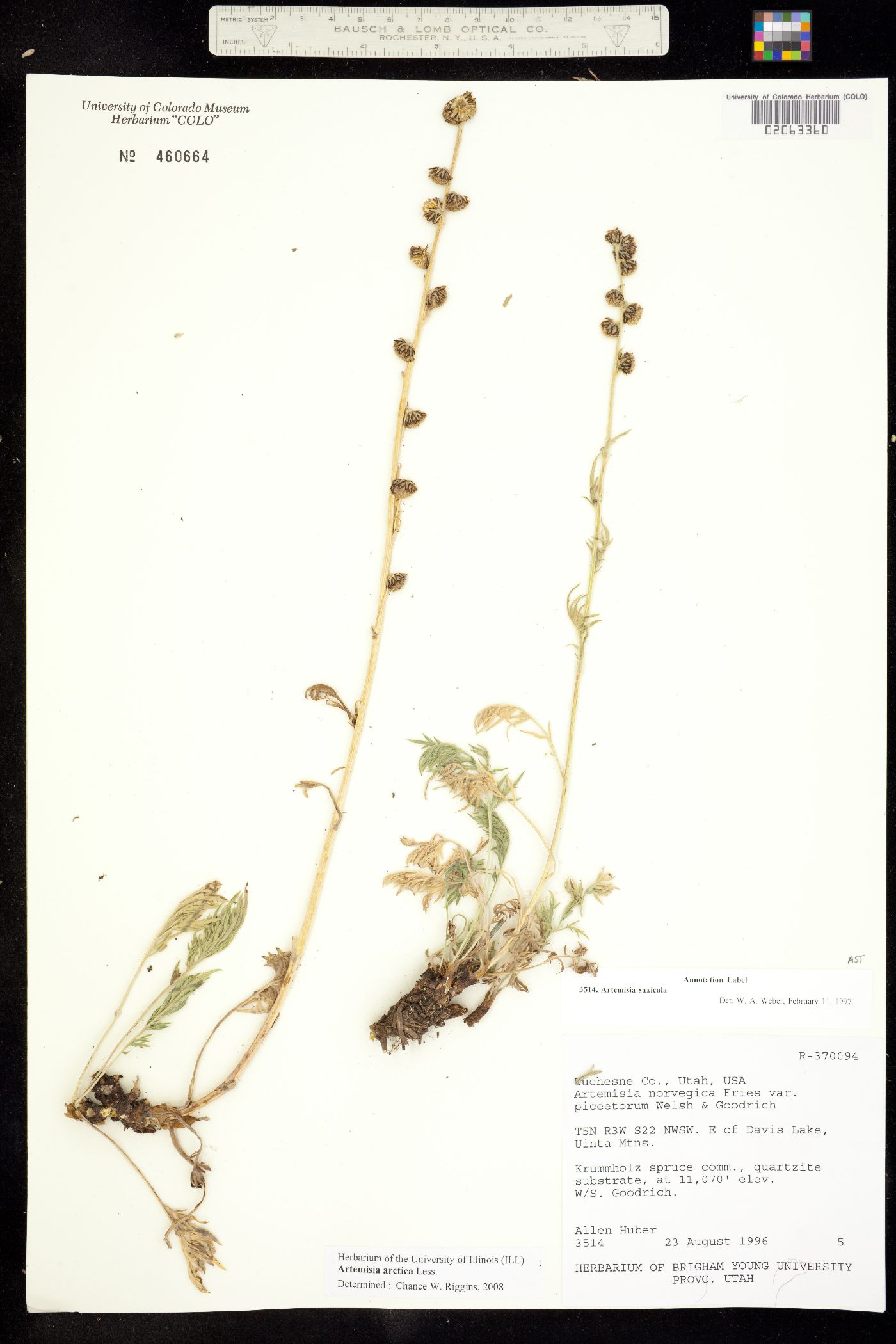 Artemisia arctica image