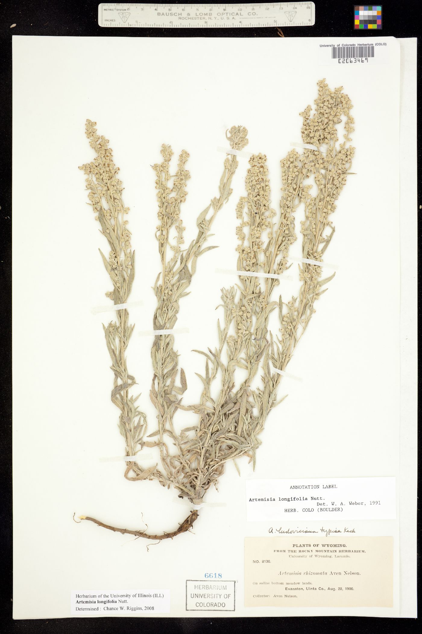 Artemisia longifolia image