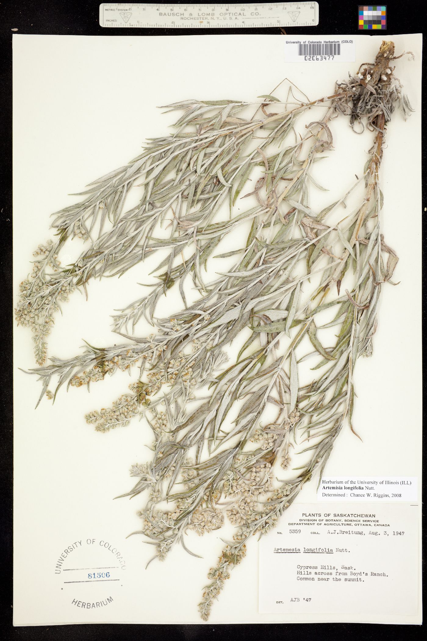 Artemisia longifolia image