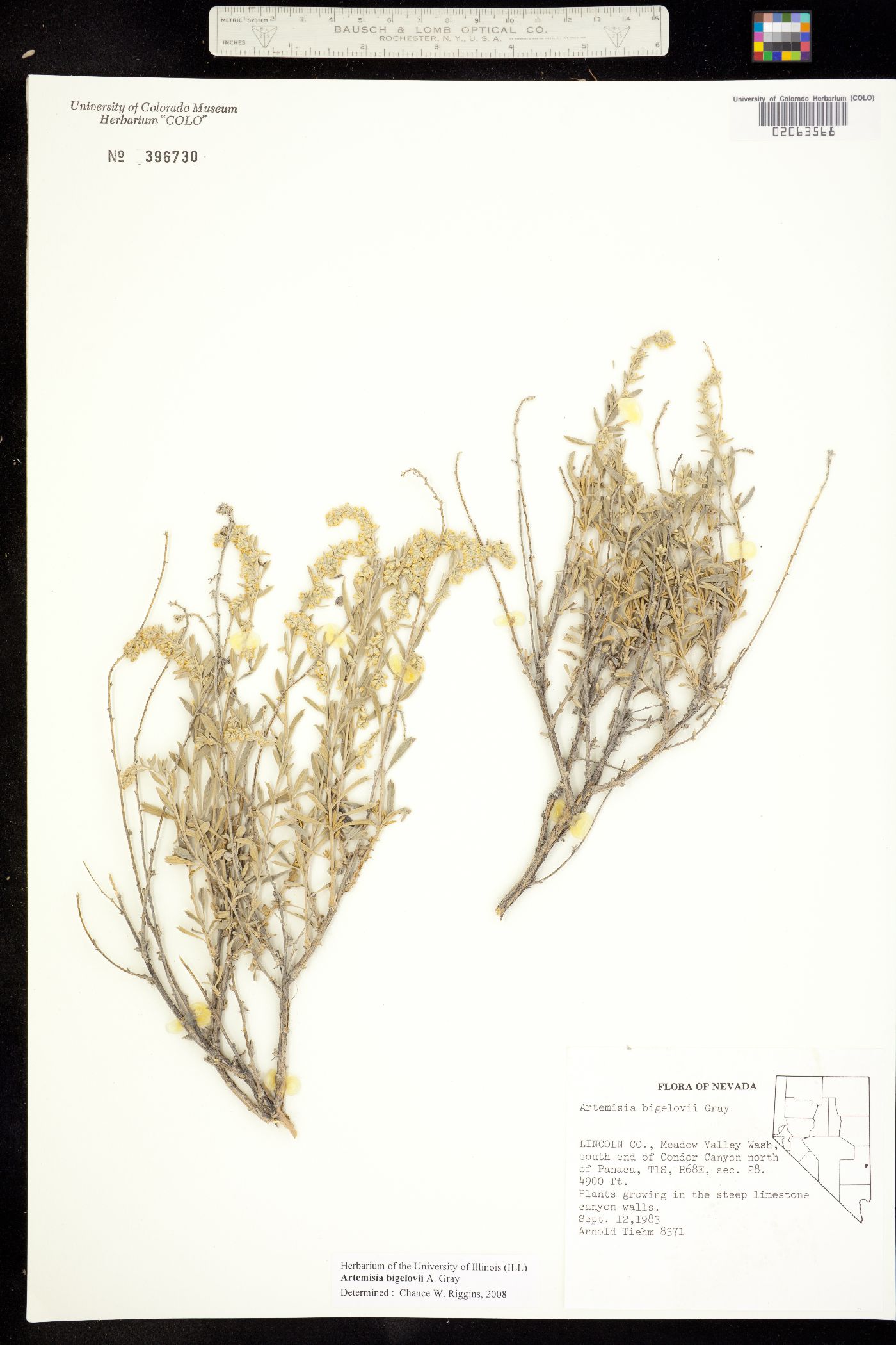 Artemisia bigelovii image