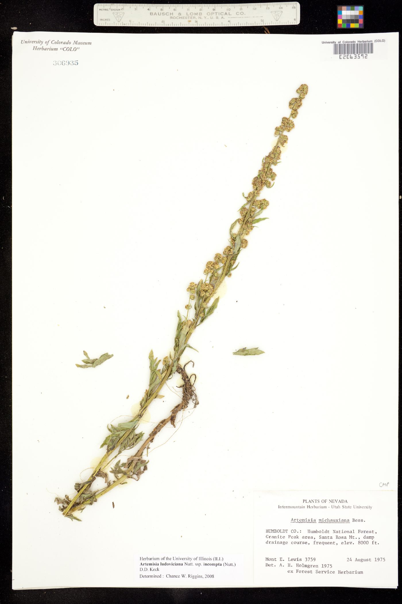 Artemisia michauxiana image