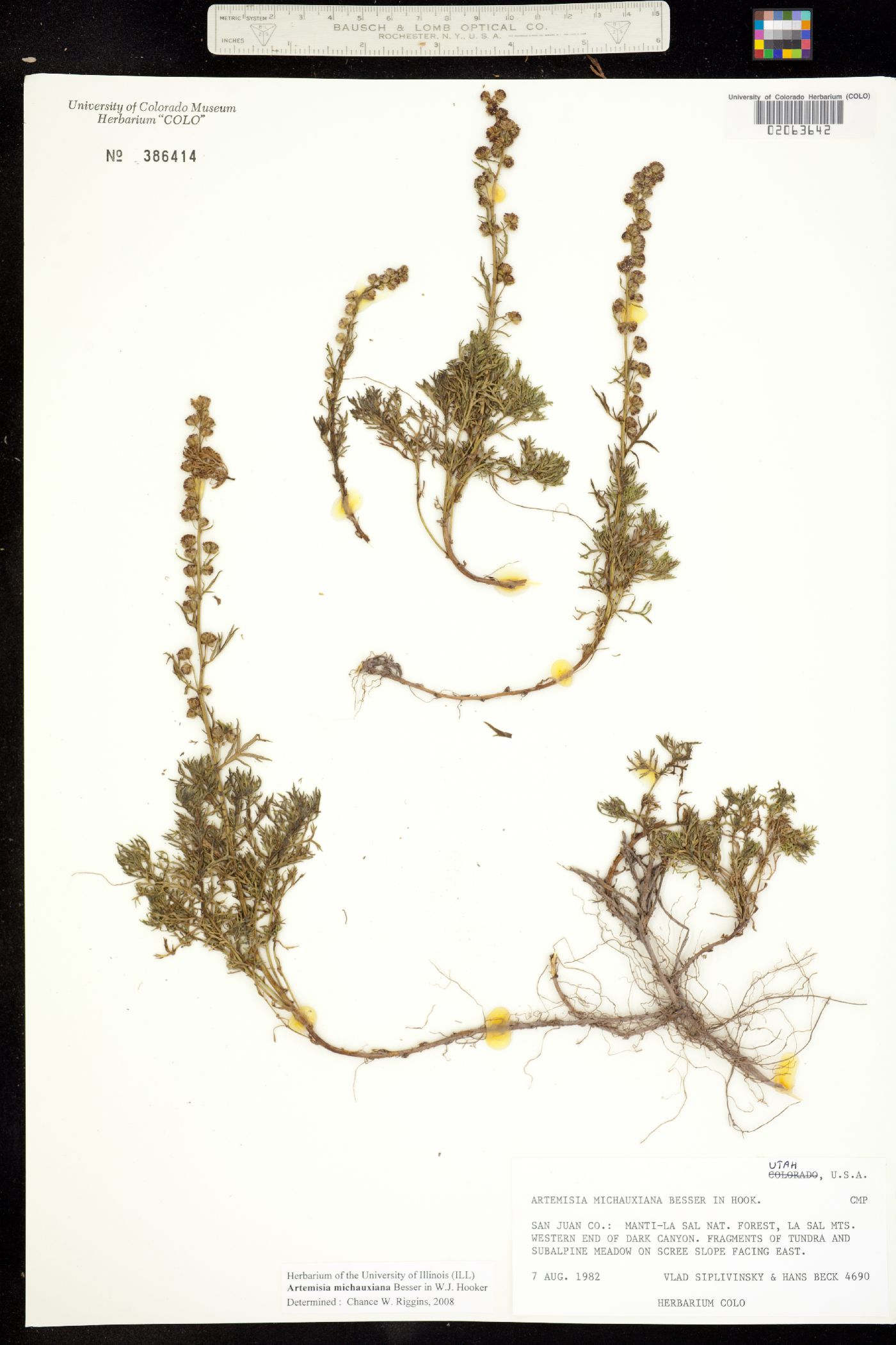 Artemisia michauxiana image