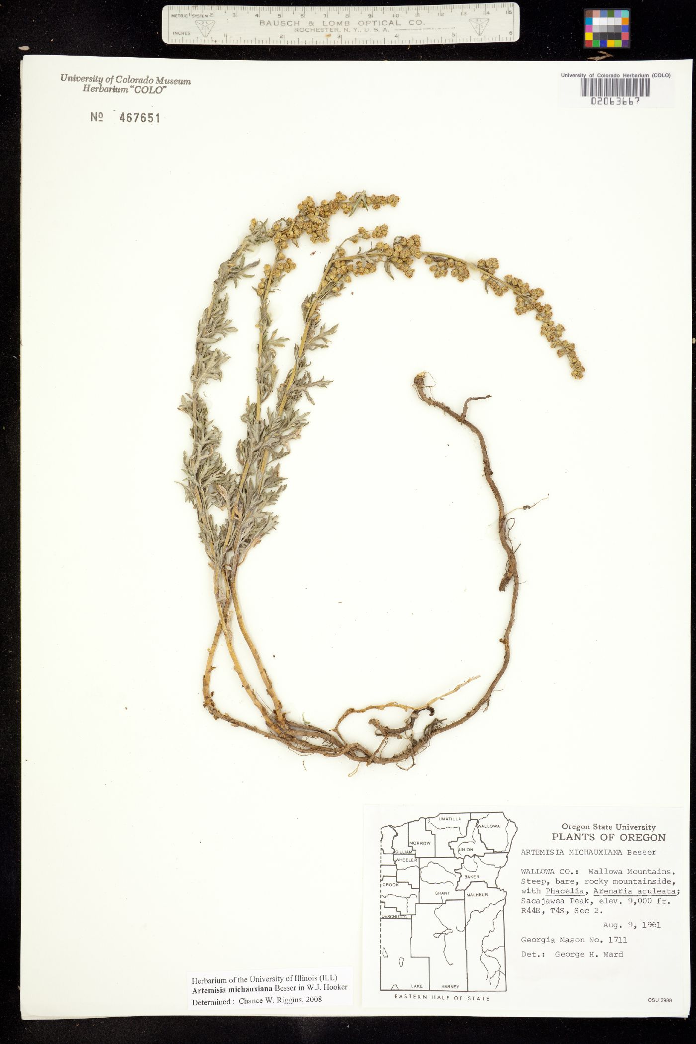 Artemisia michauxiana image