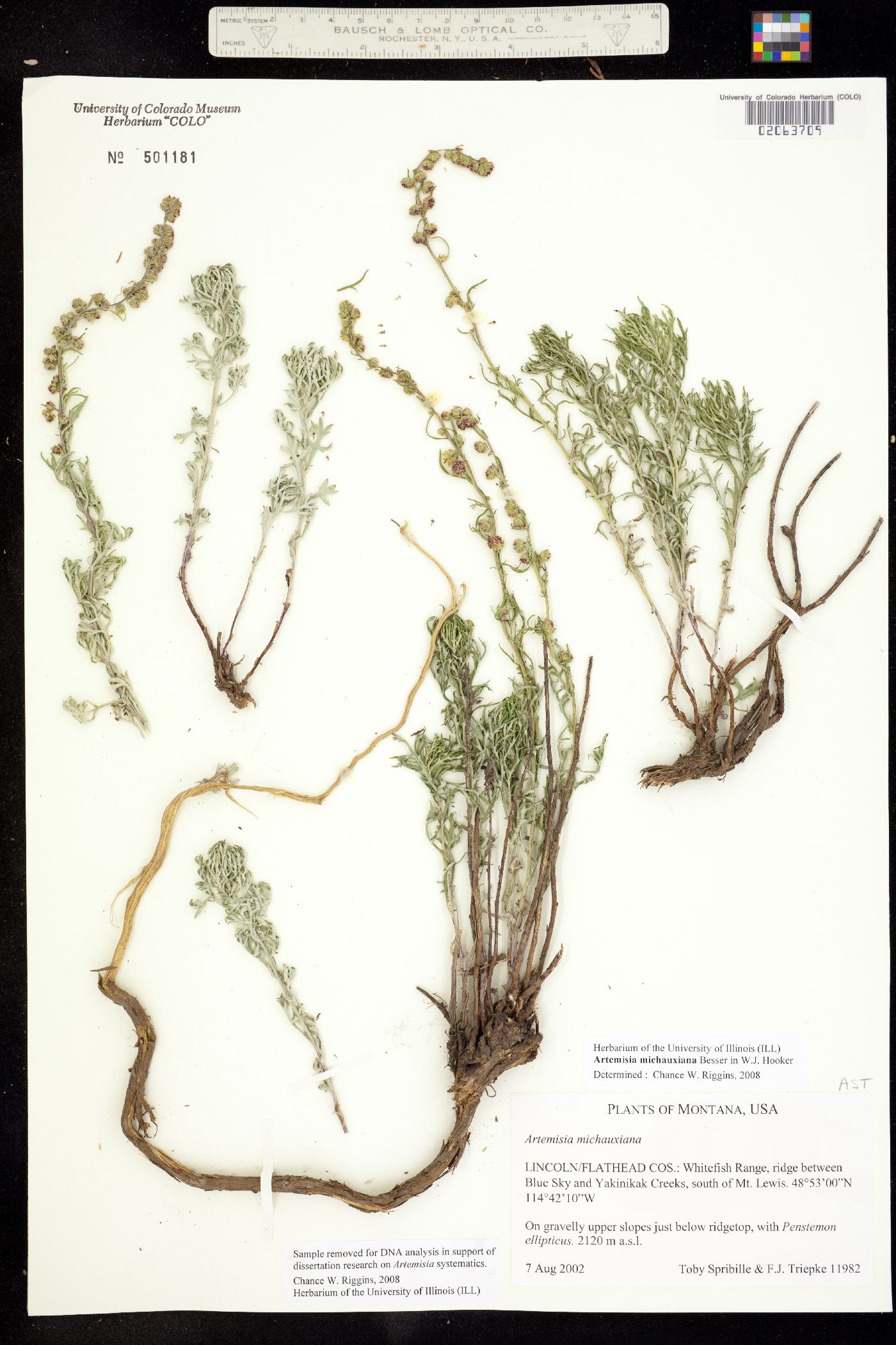 Artemisia michauxiana image