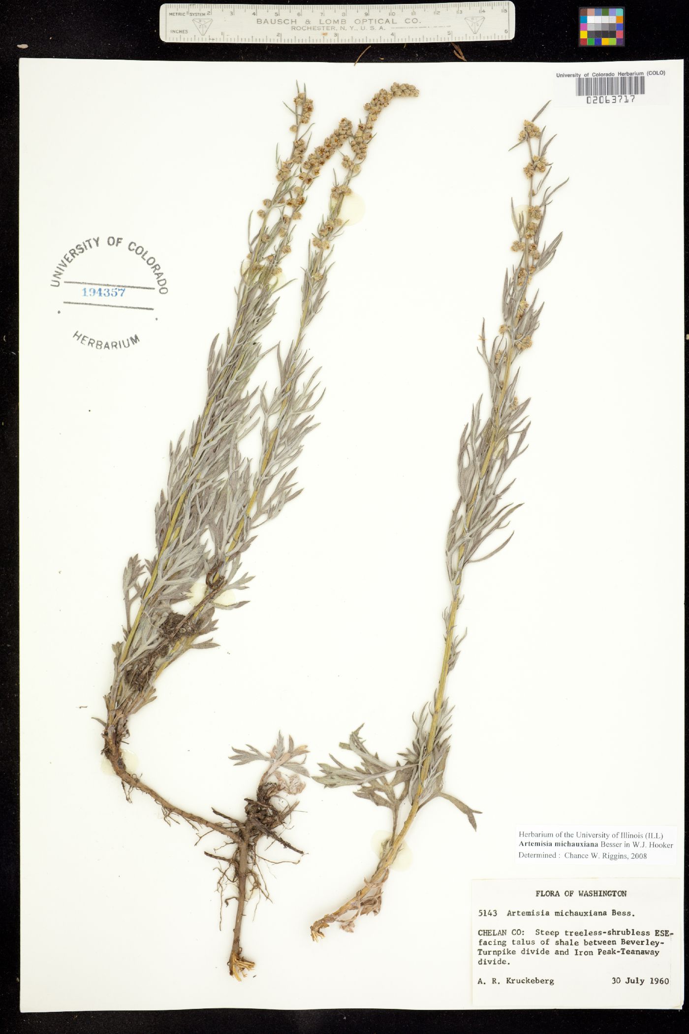Artemisia michauxiana image
