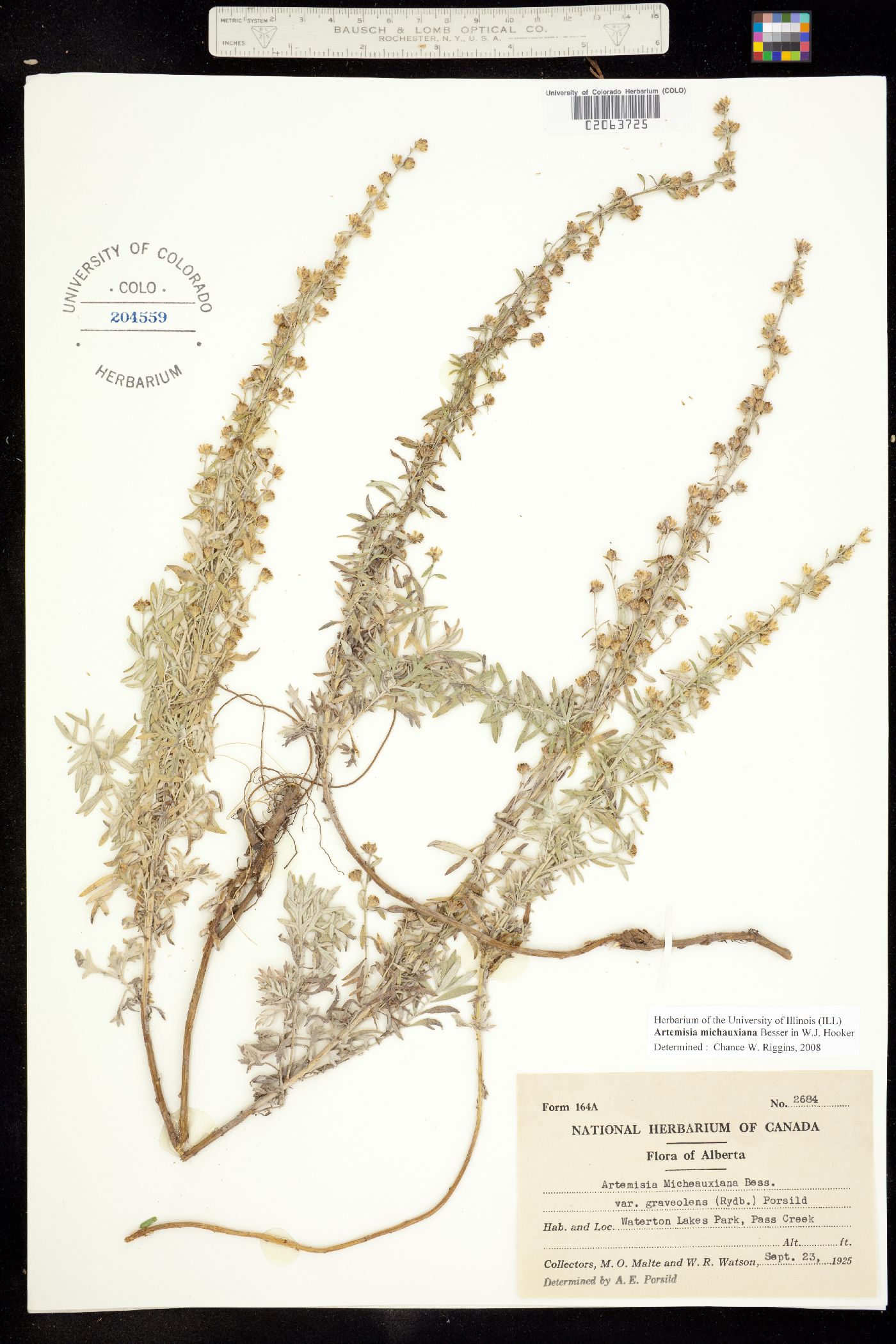 Artemisia michauxiana image