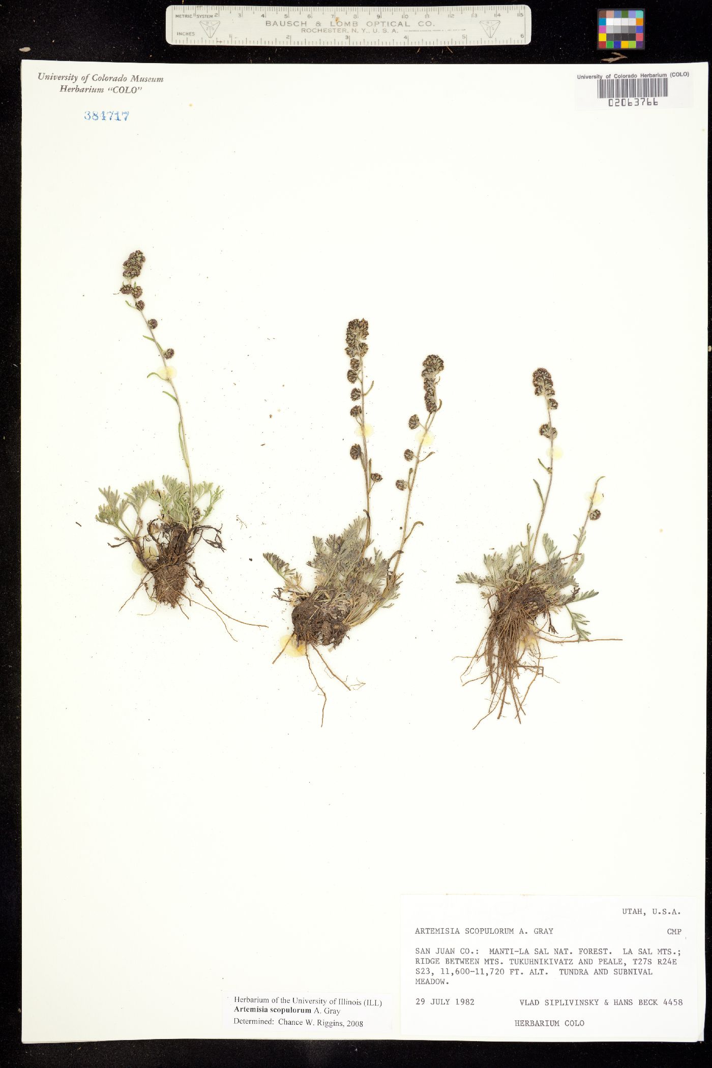 Artemisia scopulorum image