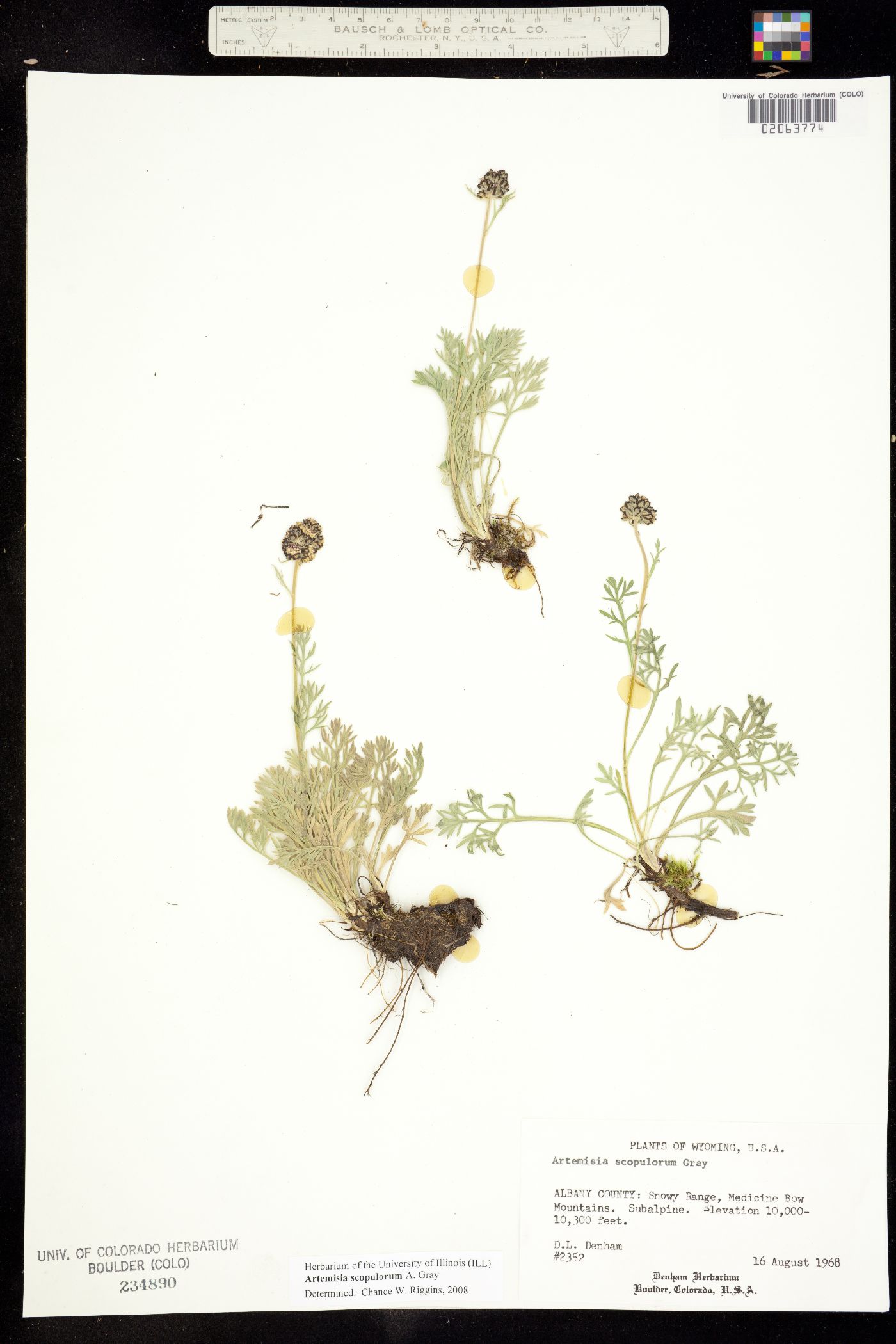 Artemisia scopulorum image