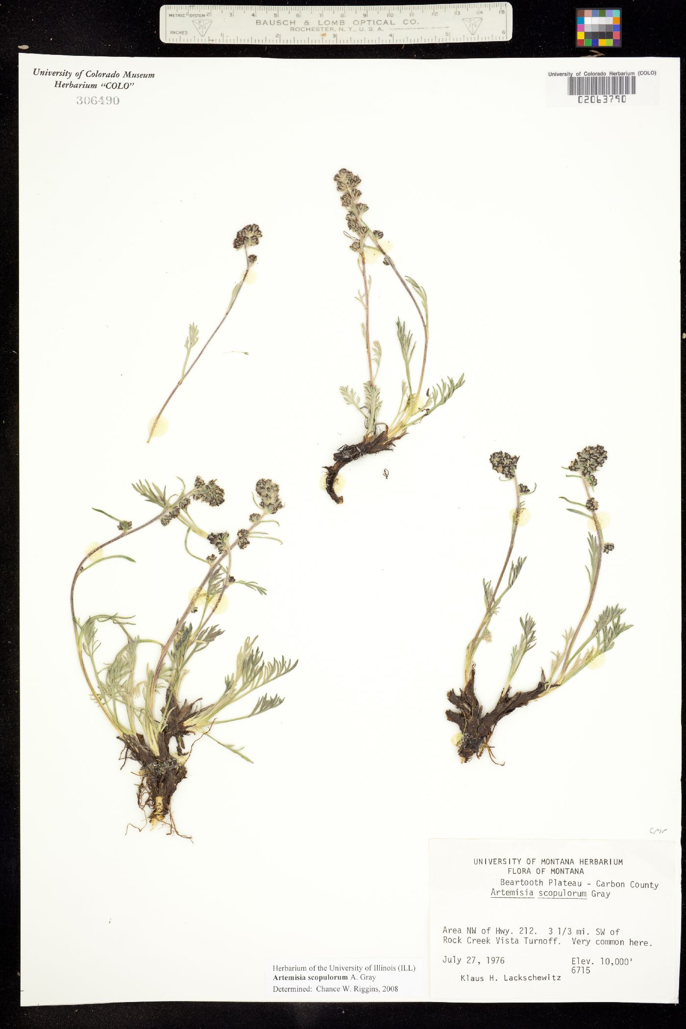 Artemisia scopulorum image
