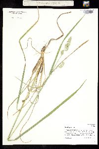 Dactylis glomerata image