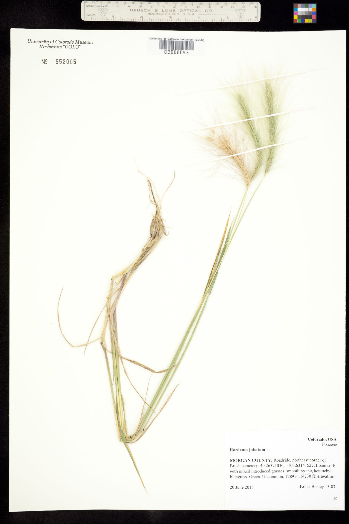 Hordeum image