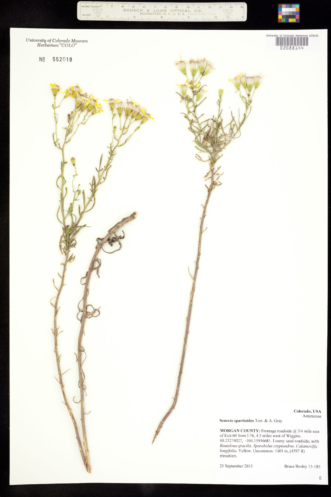Senecio spartioides image