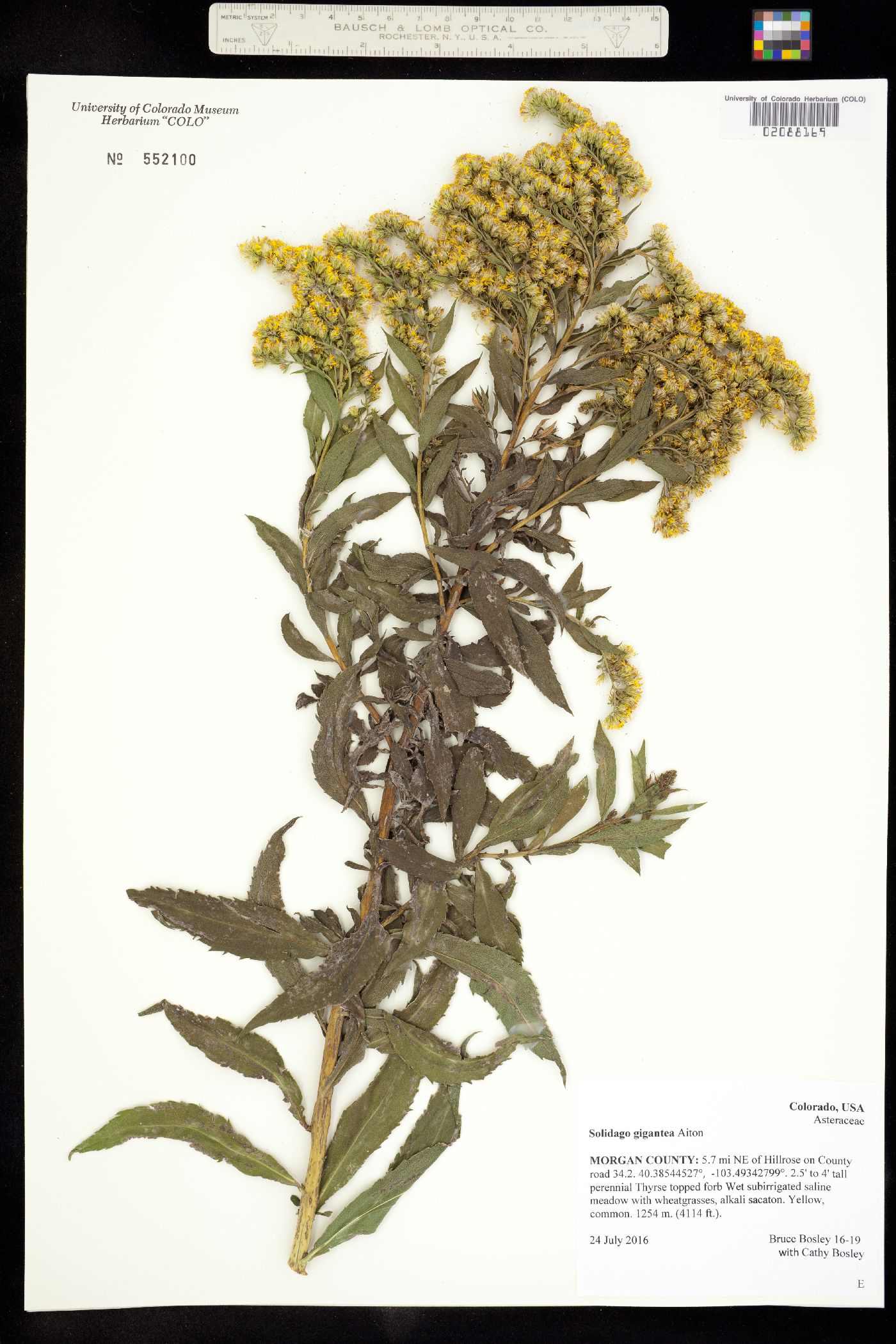 Solidago gigantea image