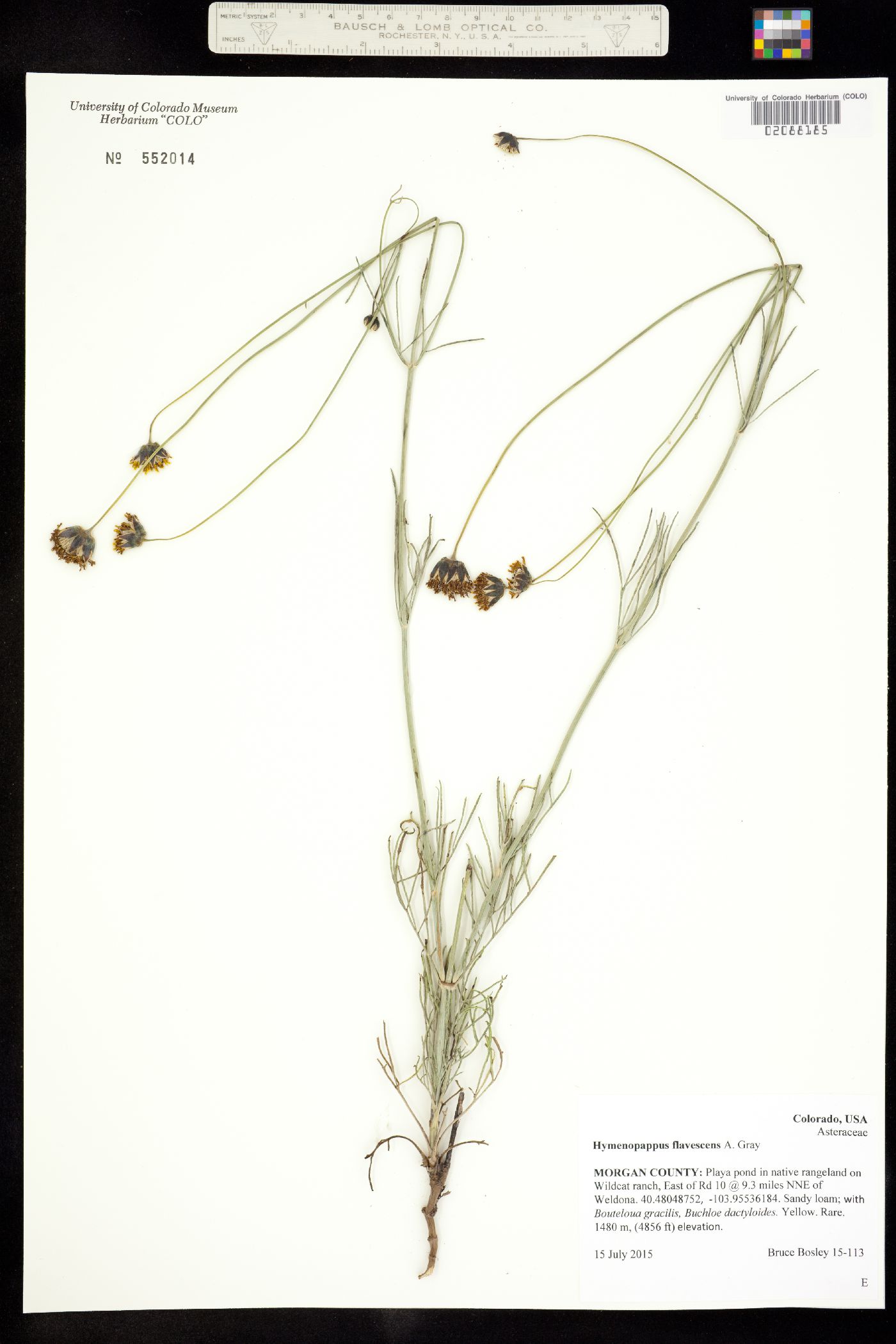 Hymenopappus flavescens image