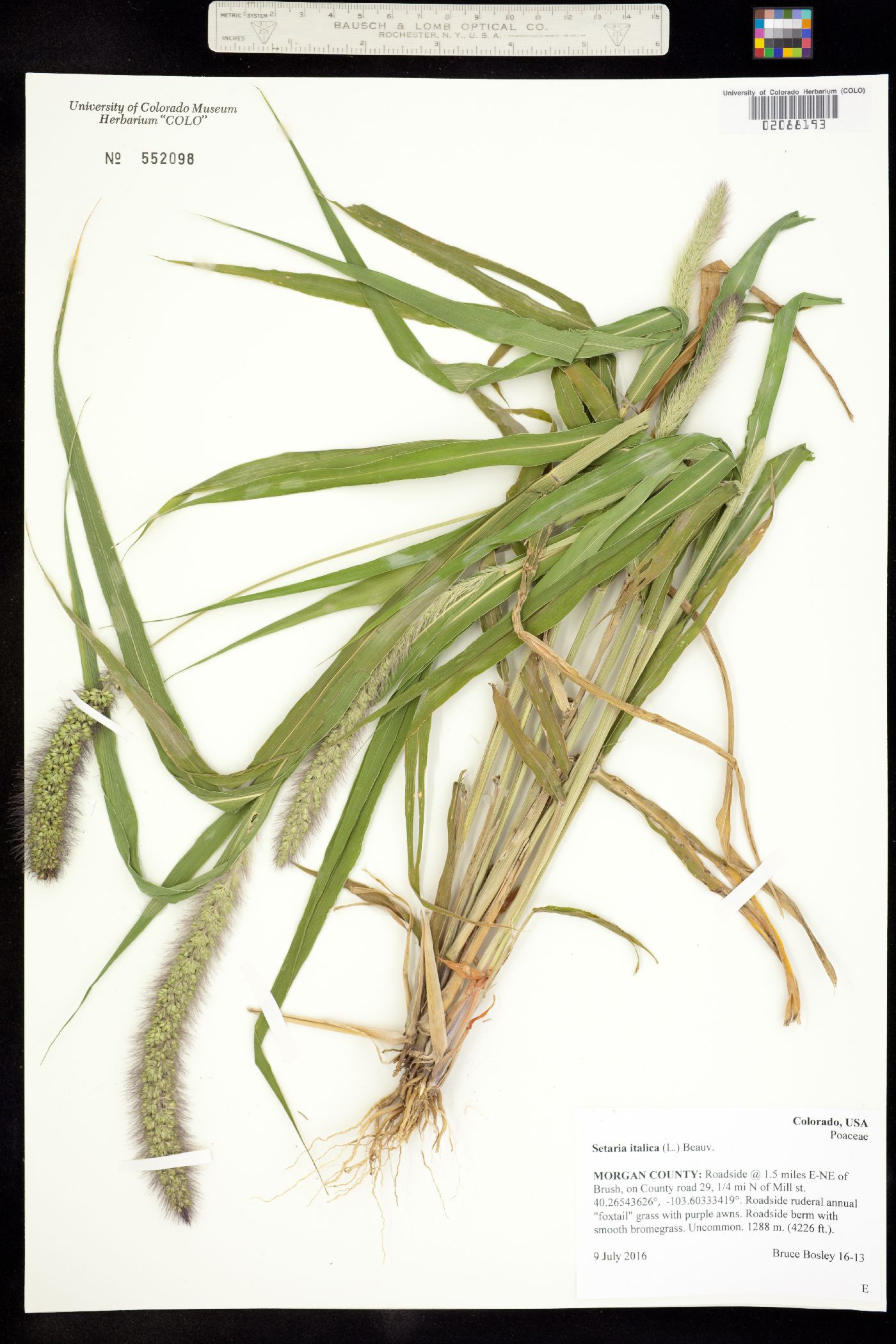 Setaria italica image