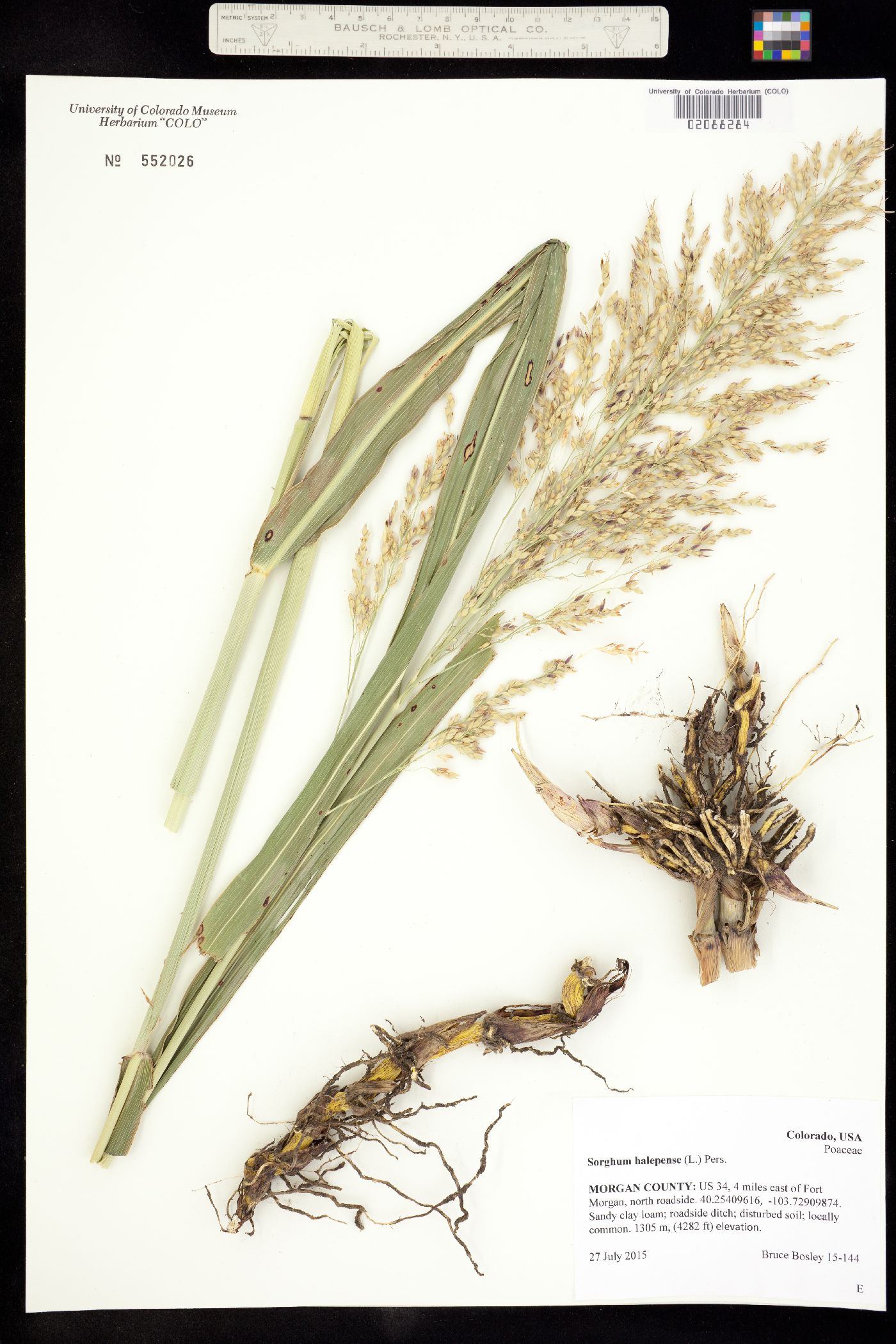 Sorghum halepense image