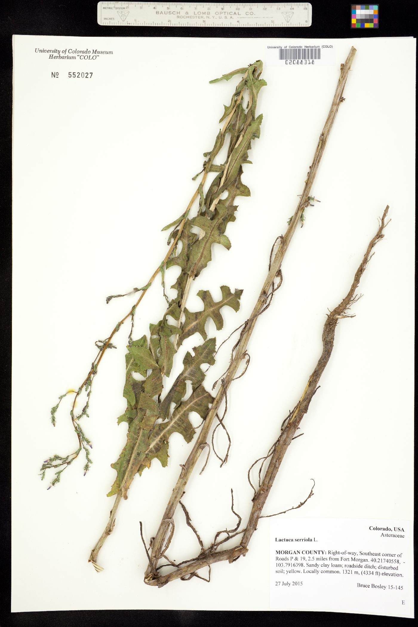 Lactuca serriola image