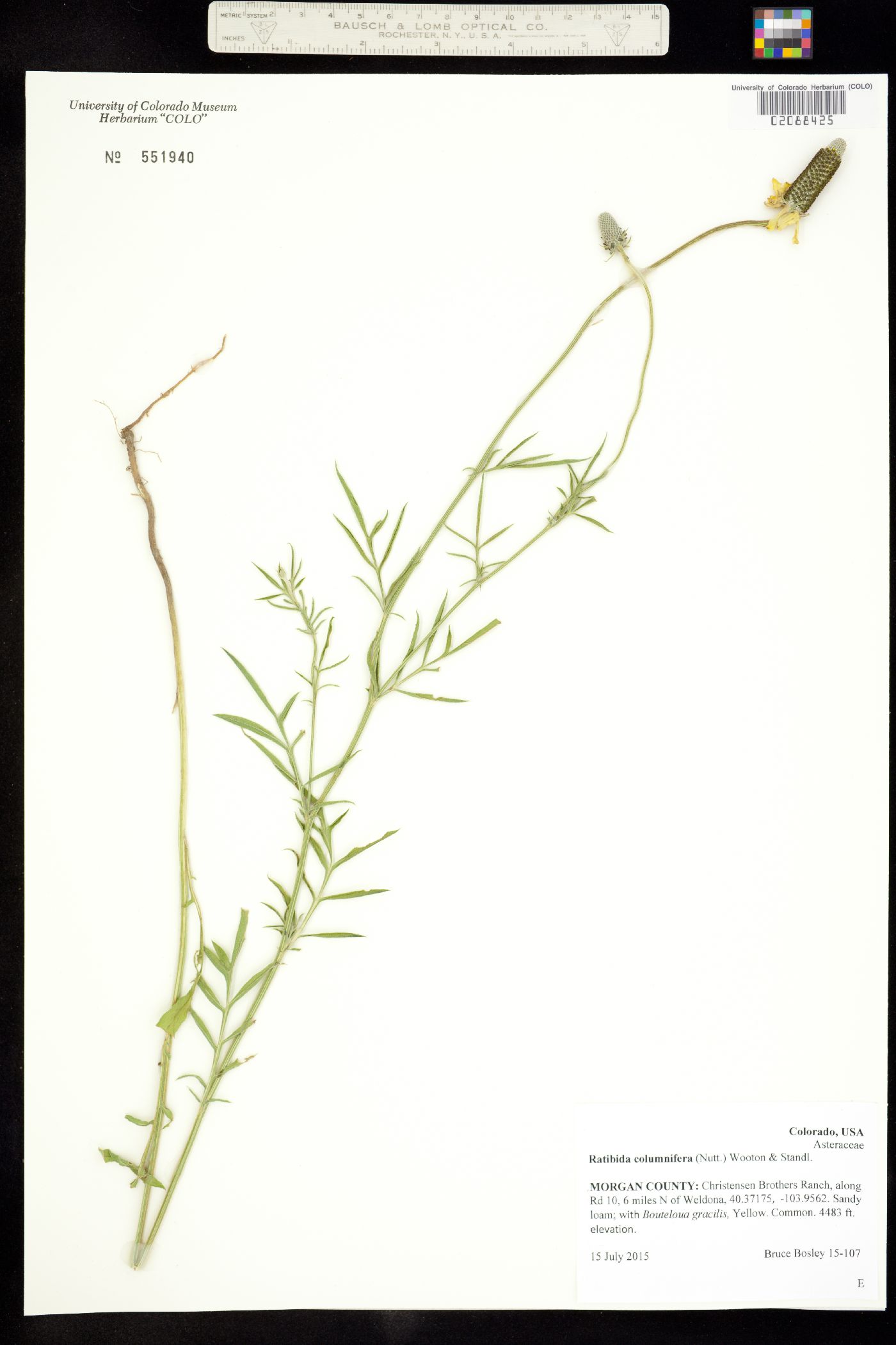 Ratibida columnifera image