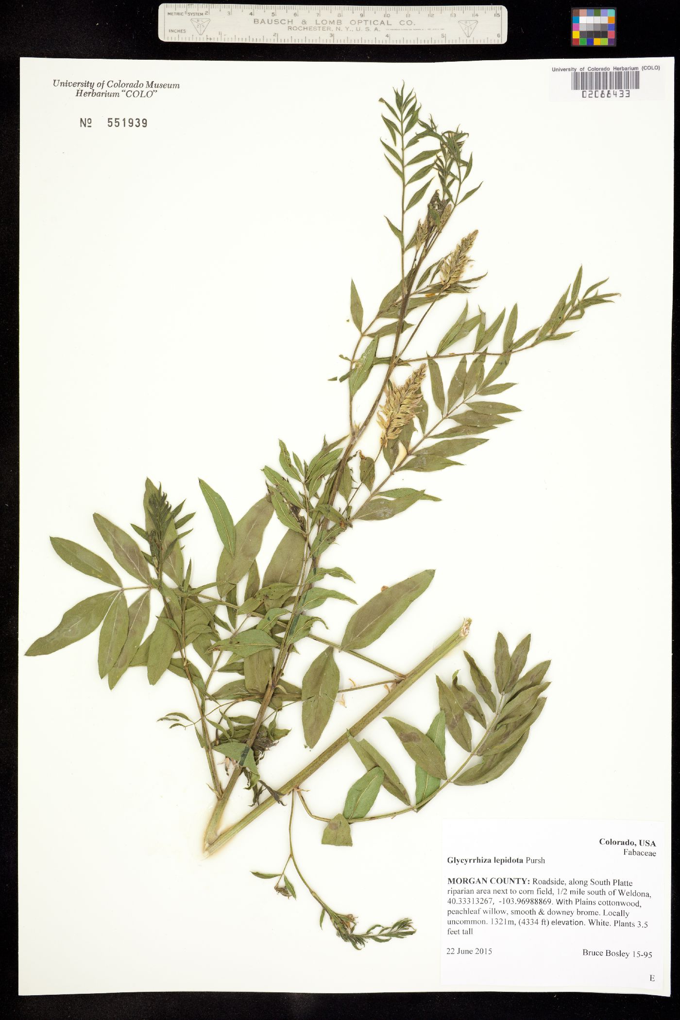 Glycyrrhiza image
