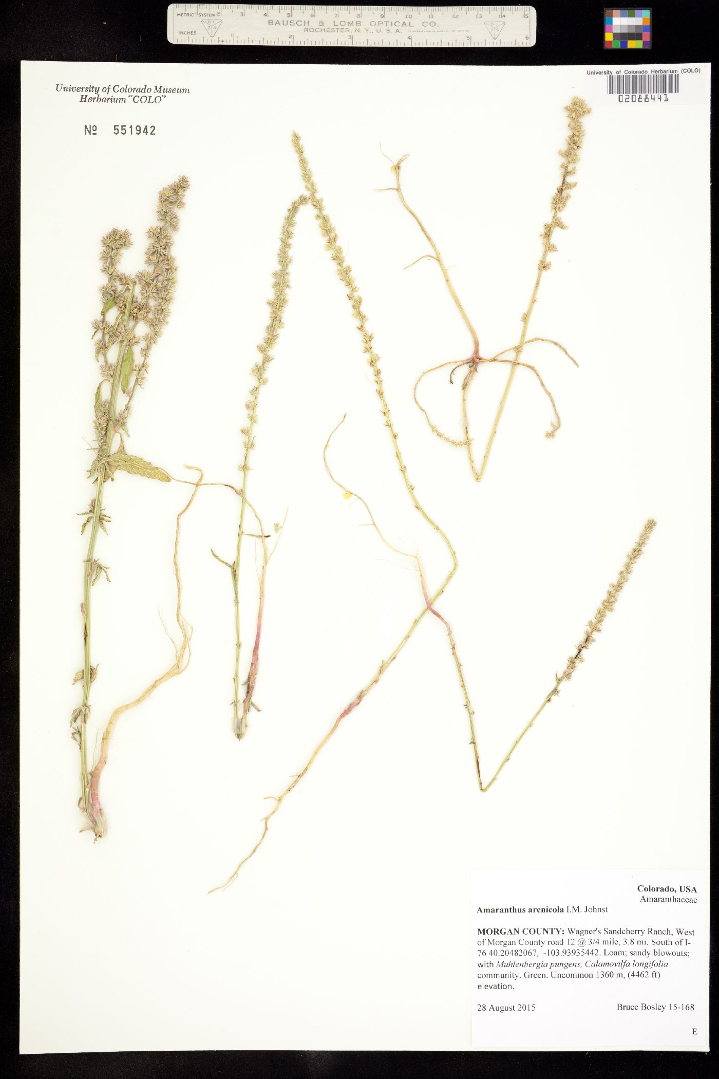 Amaranthus arenicola image