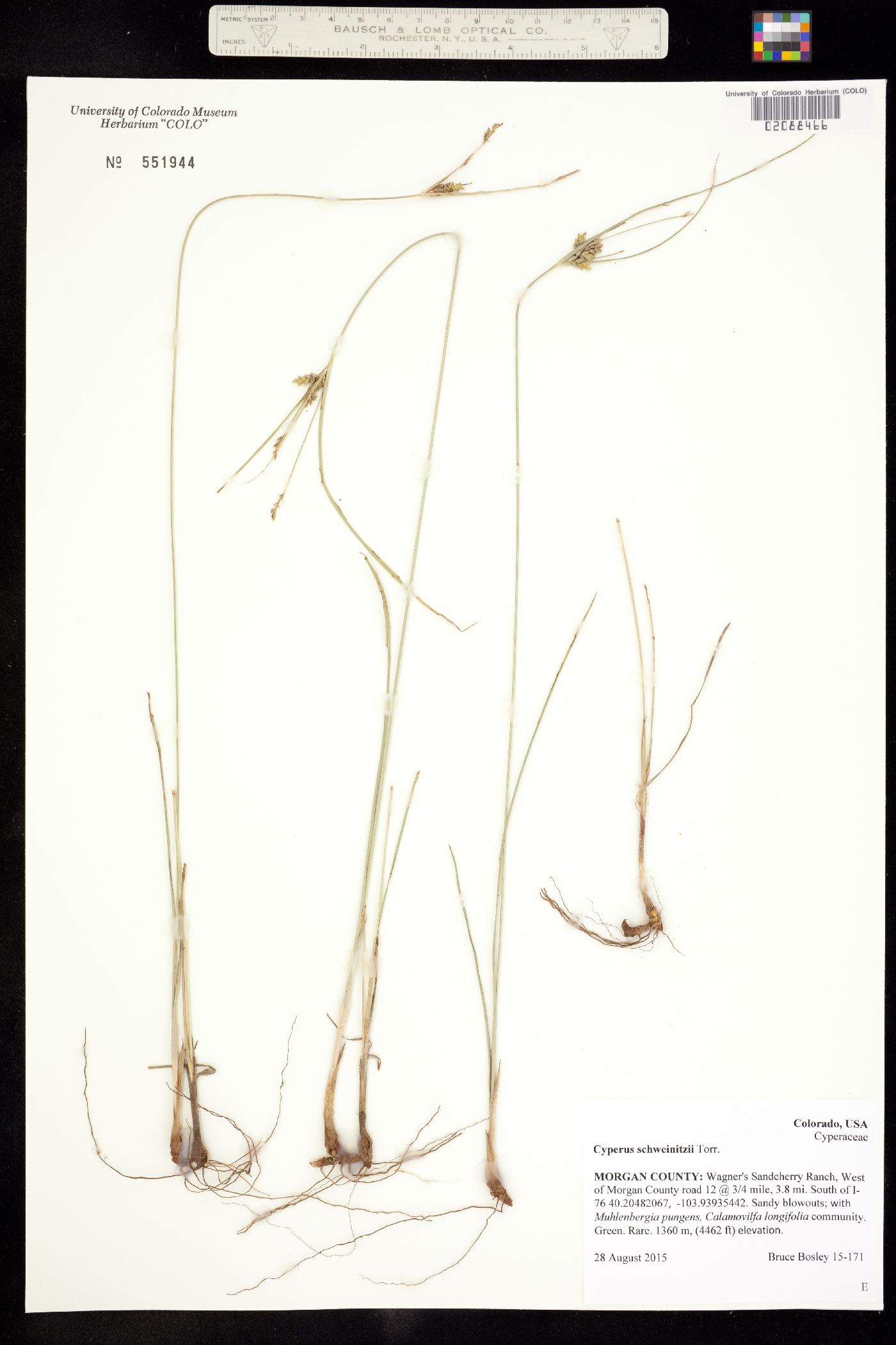 Cyperus schweinitzii image