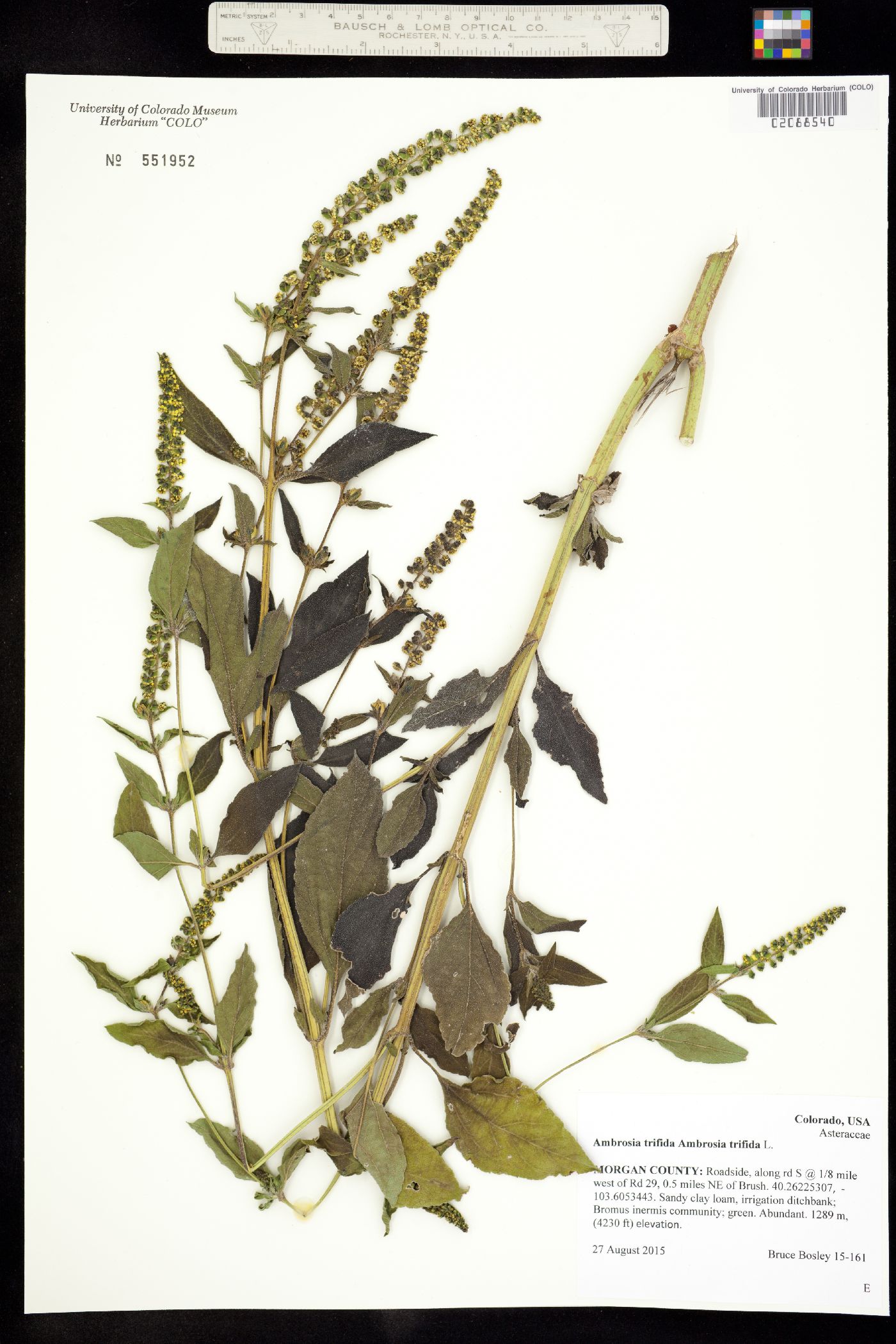 Ambrosia trifida image