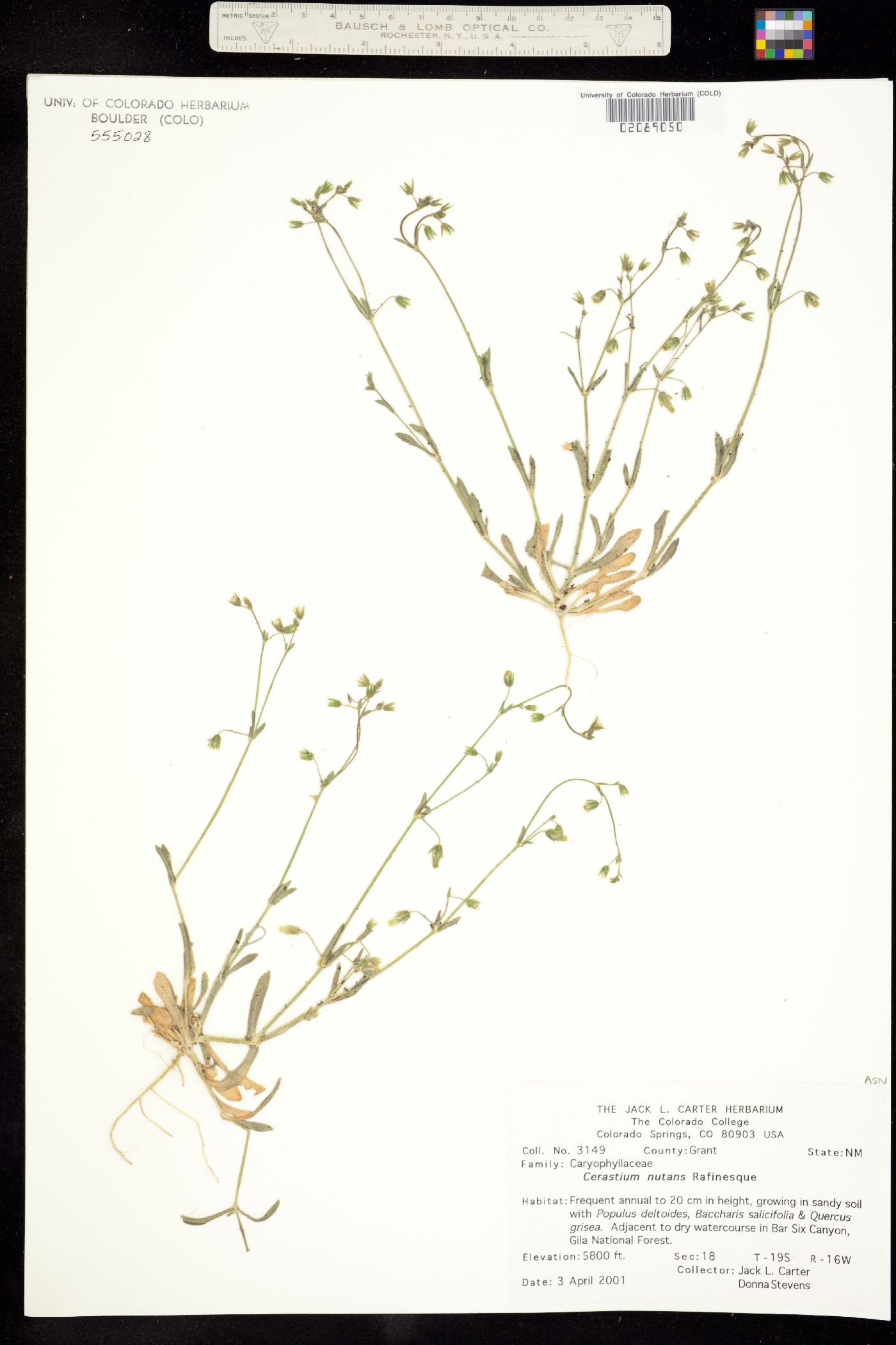 Cerastium nutans image