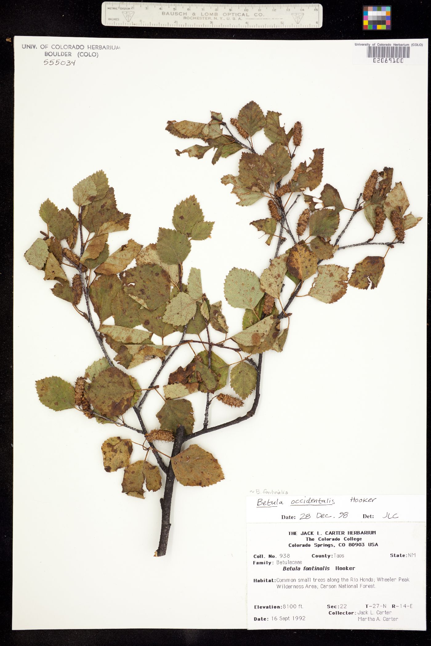 Betula occidentalis image