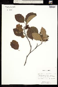 Alnus incana subsp. rugosa image