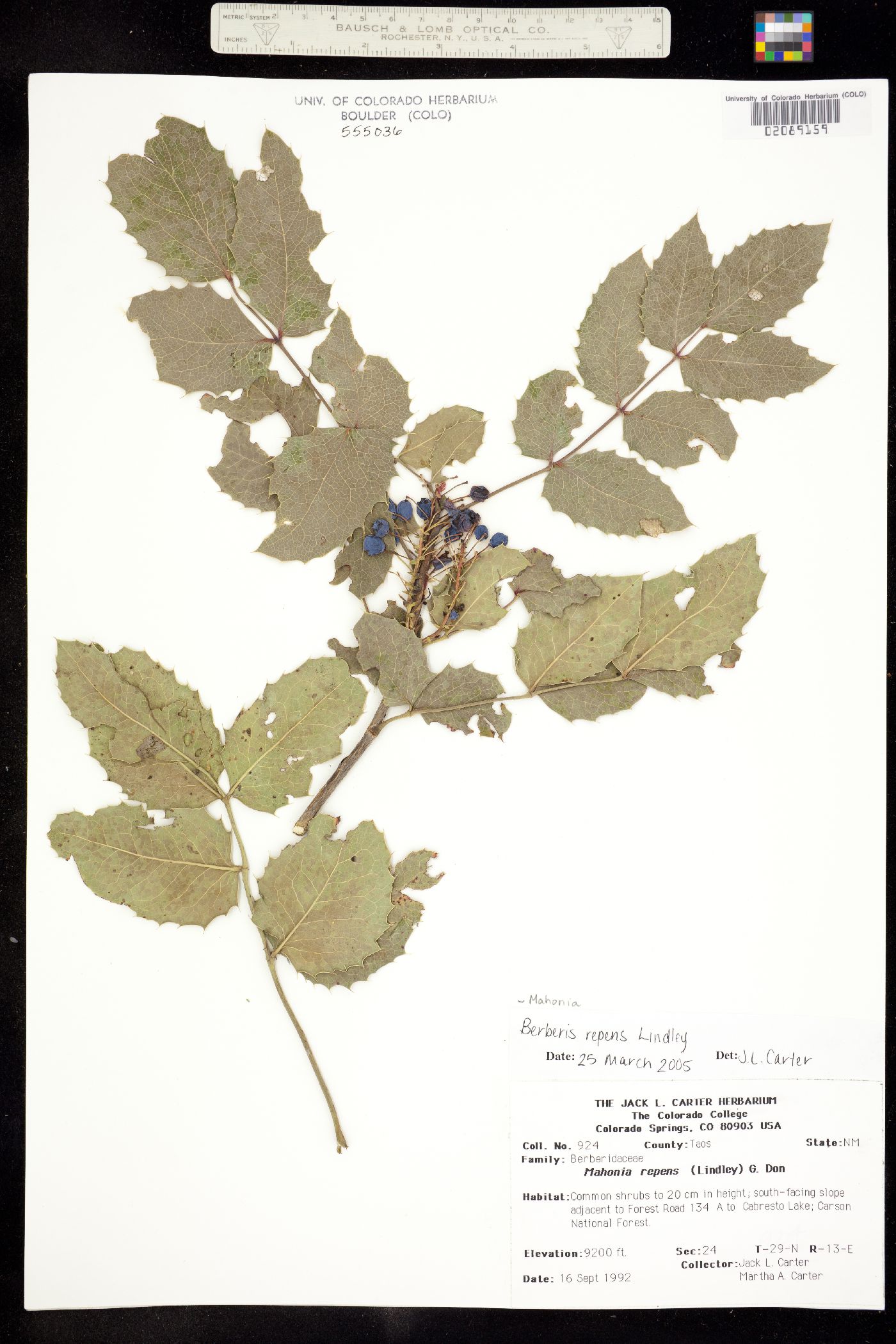 Berberis repens image