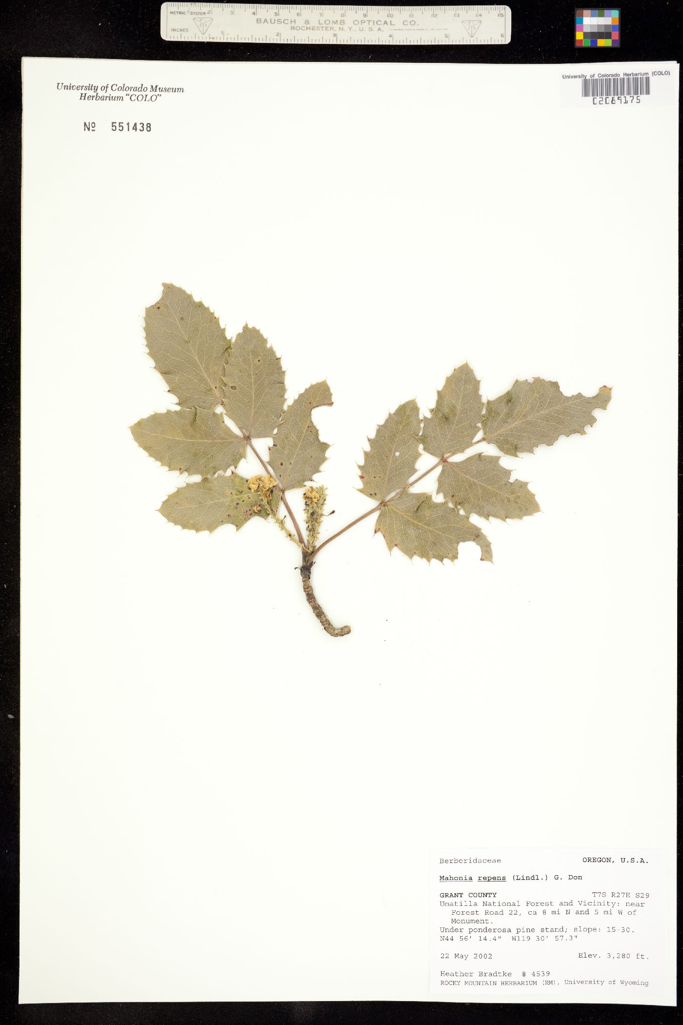 Berberis repens image
