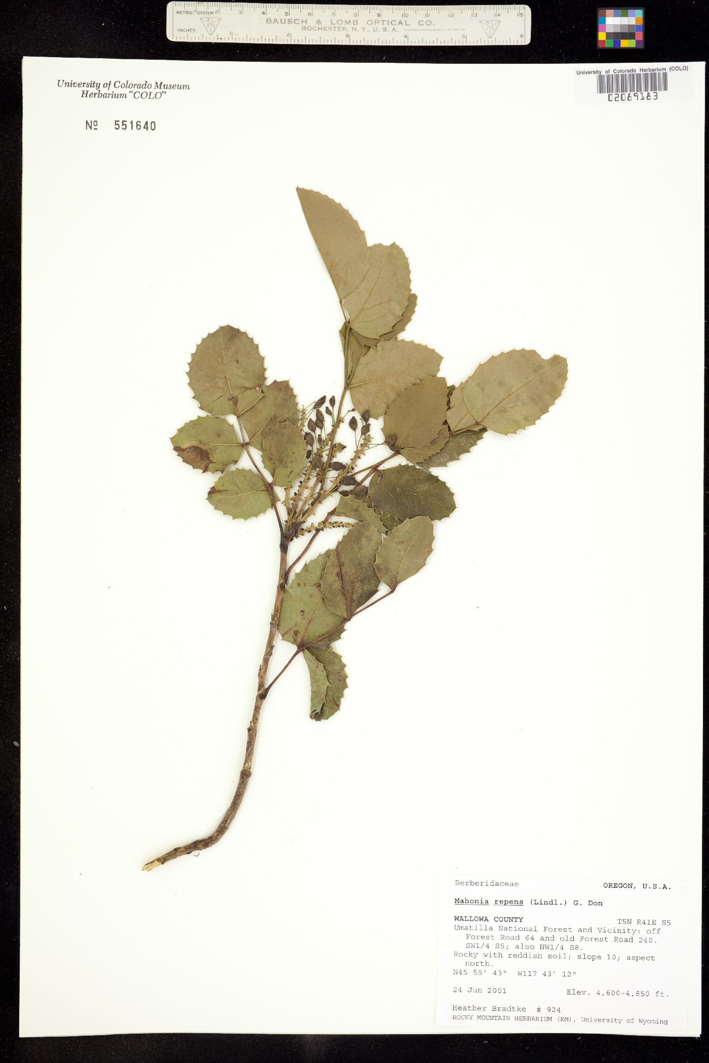 Berberis repens image