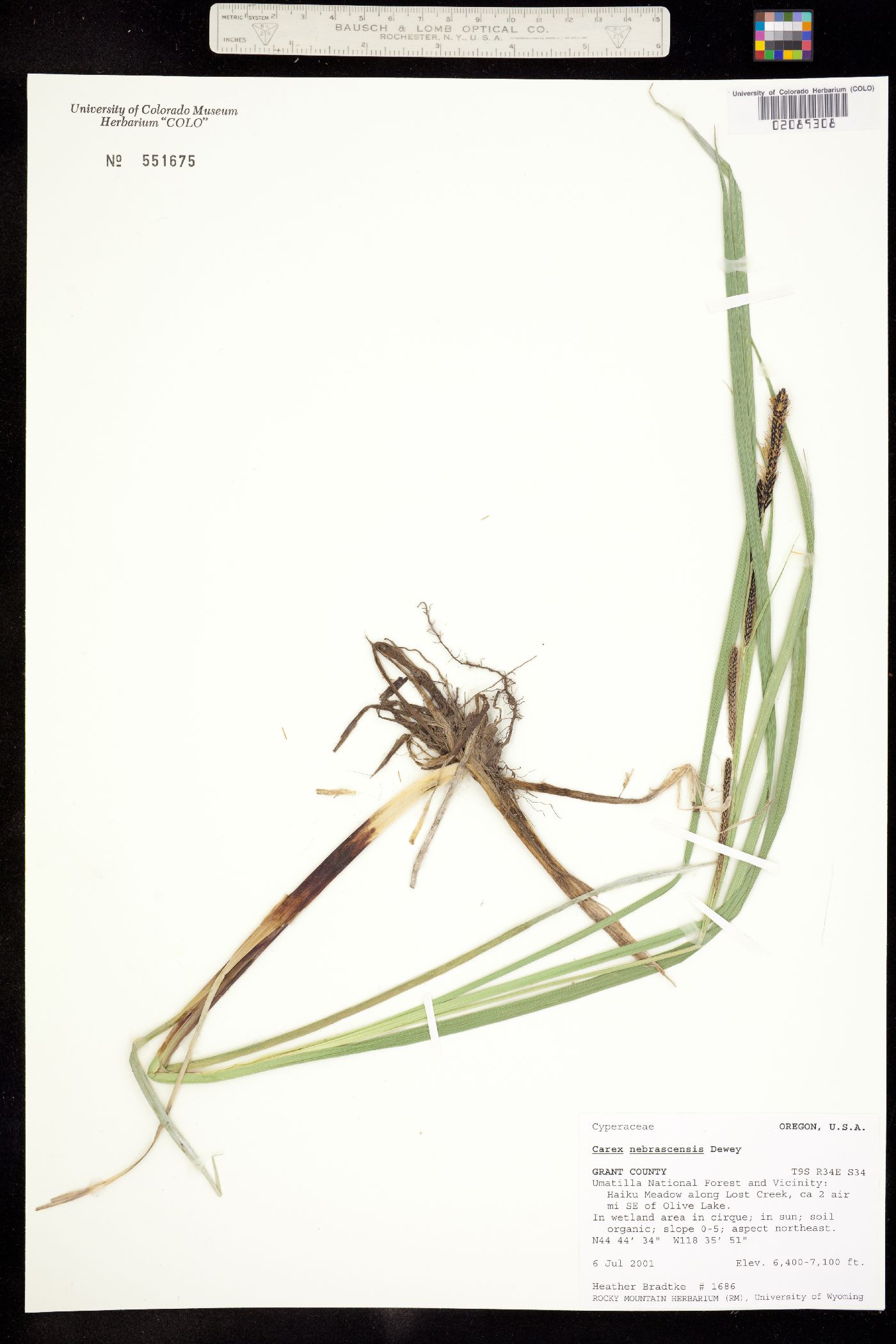 Carex nebrascensis image