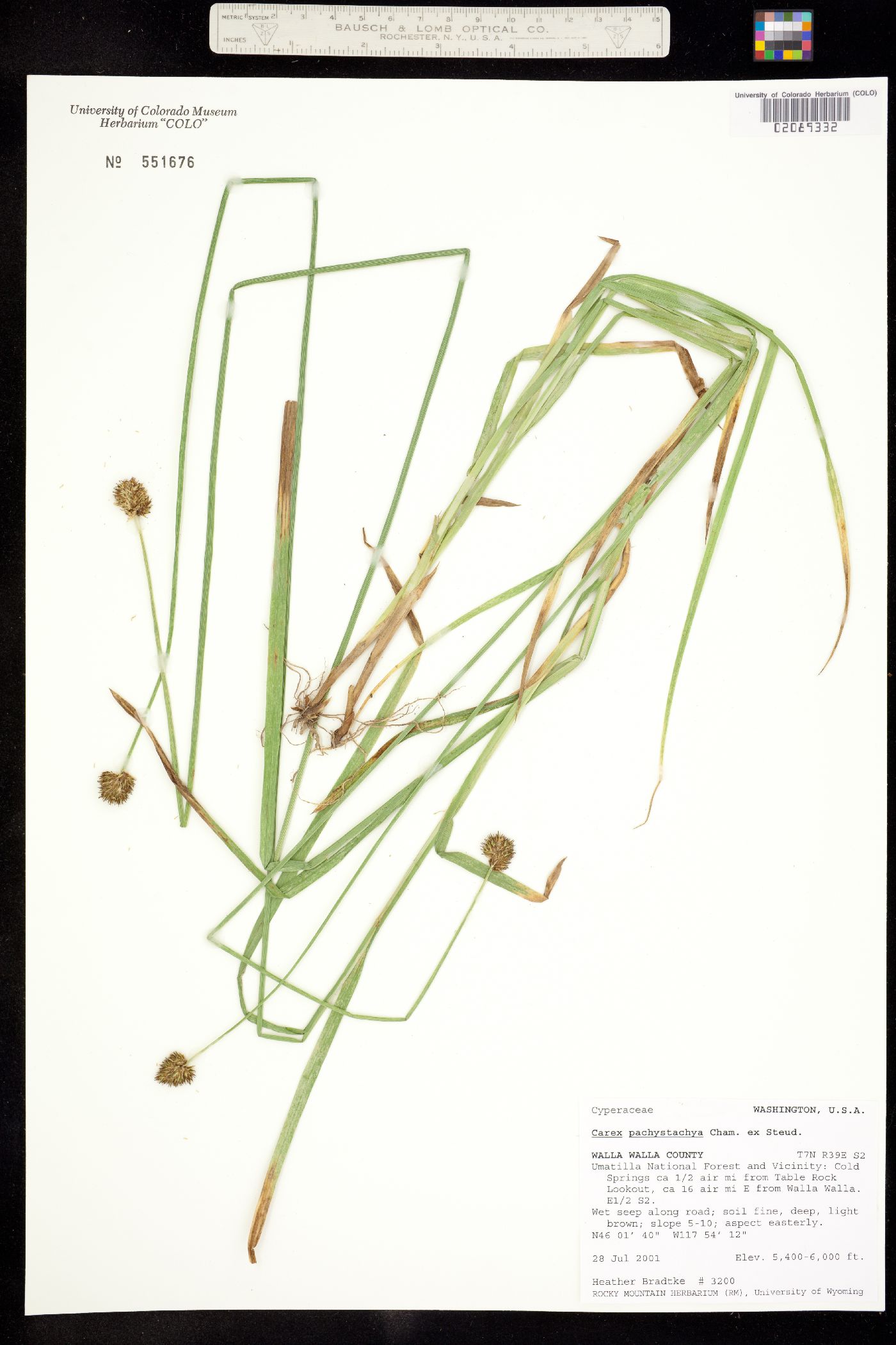 Carex pachystachya image