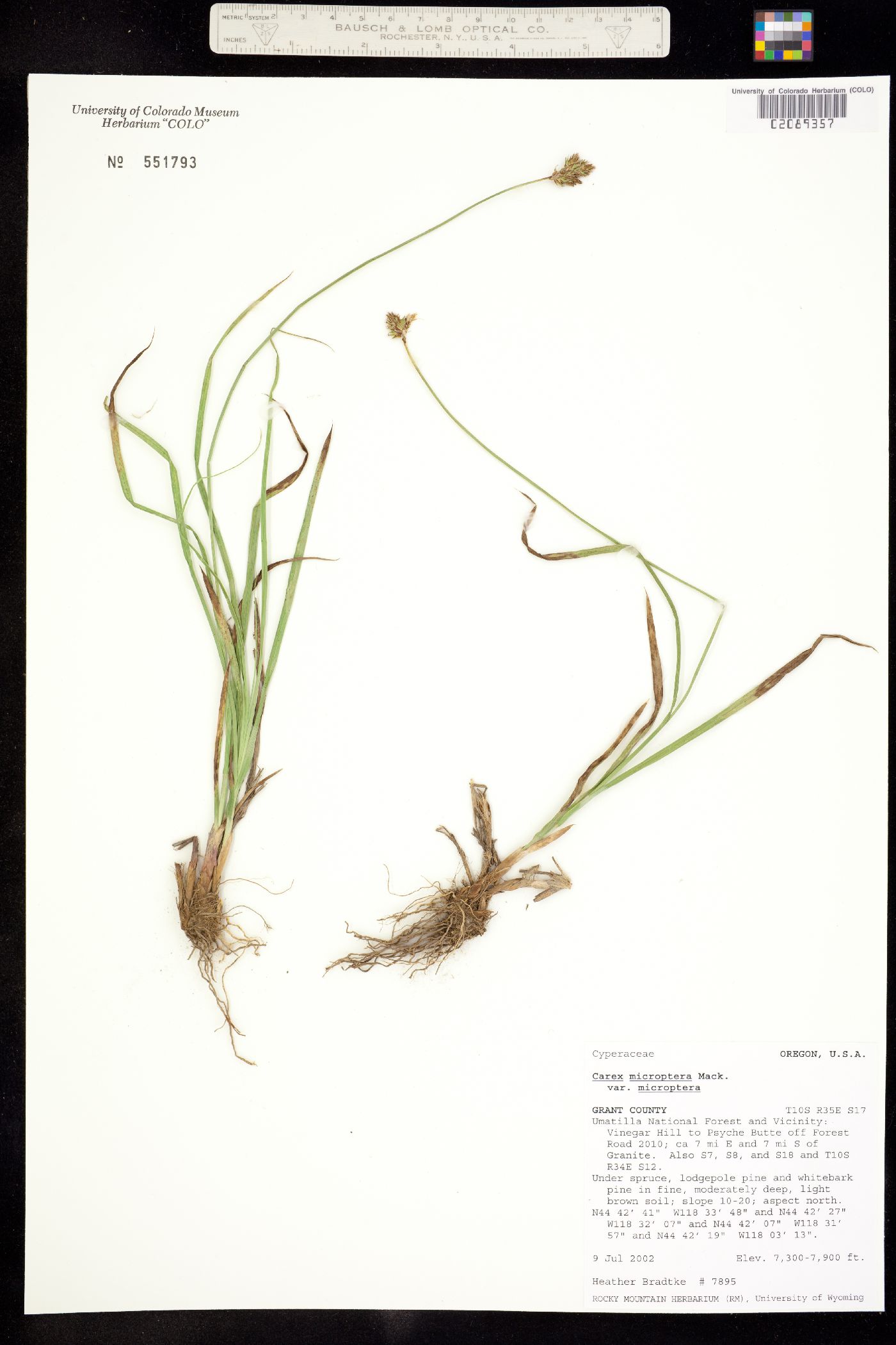 Carex microptera image