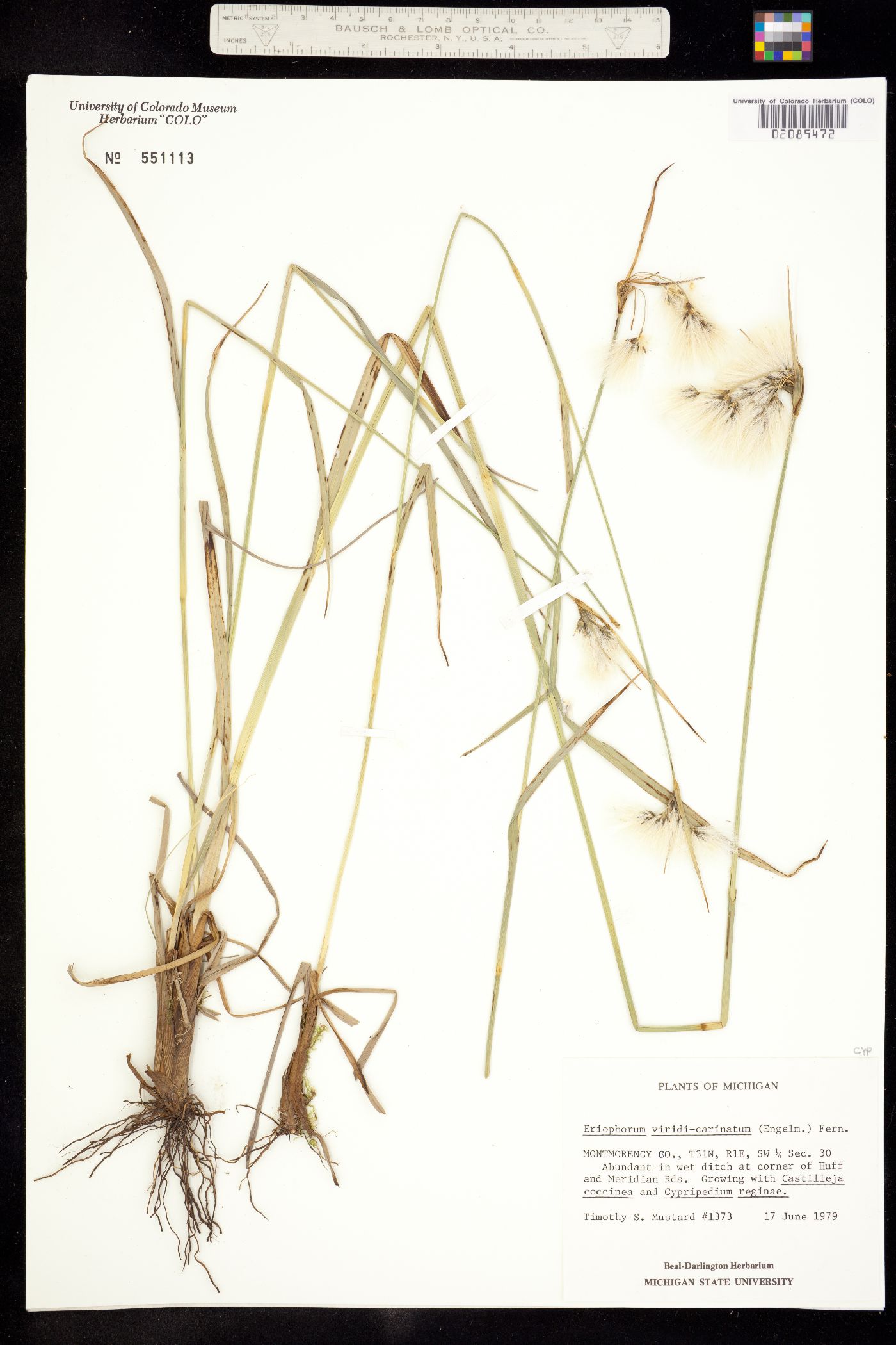 Eriophorum viridicarinatum image