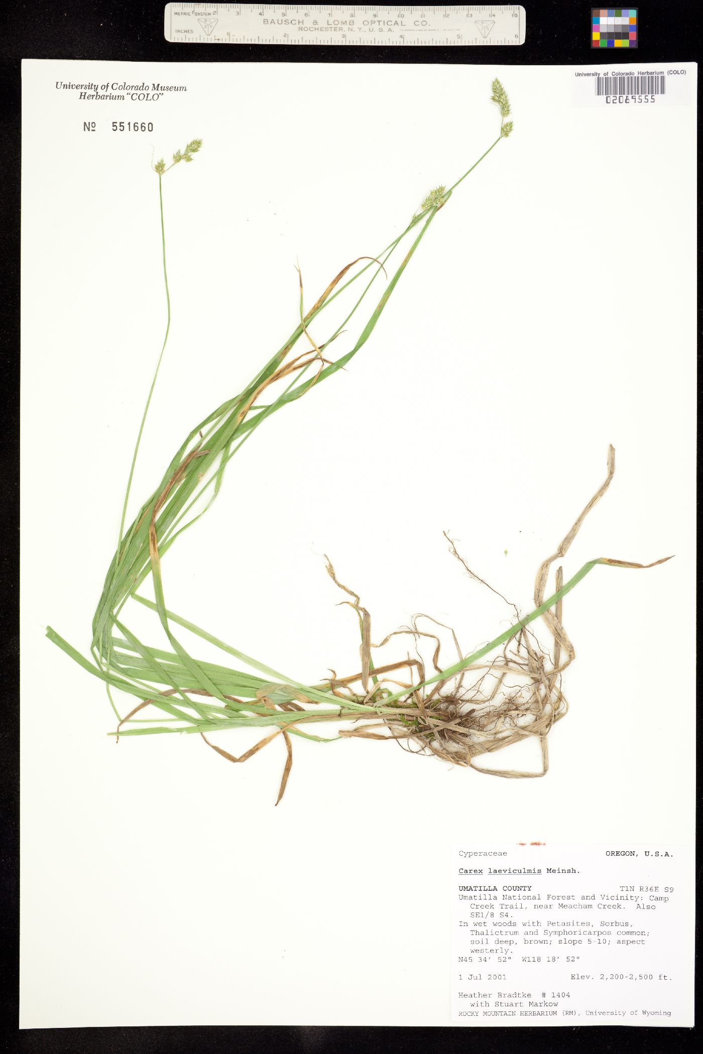 Carex laeviculmis image