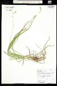 Image of Carex laeviculmis