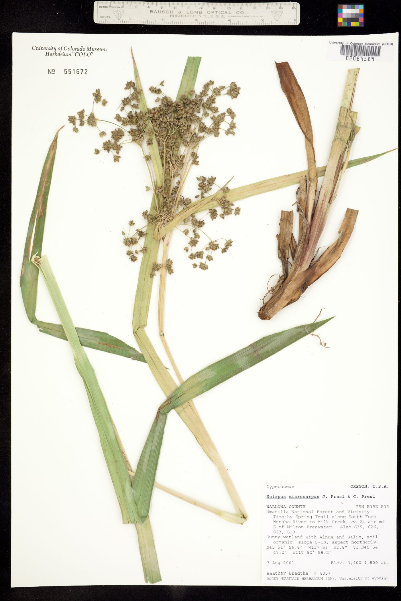 Scirpus microcarpus image