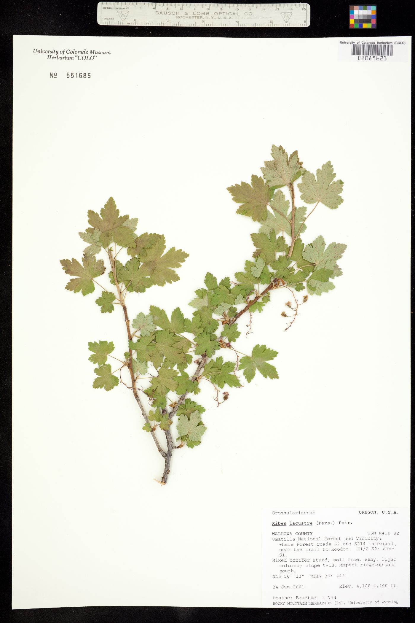 Ribes lacustre image