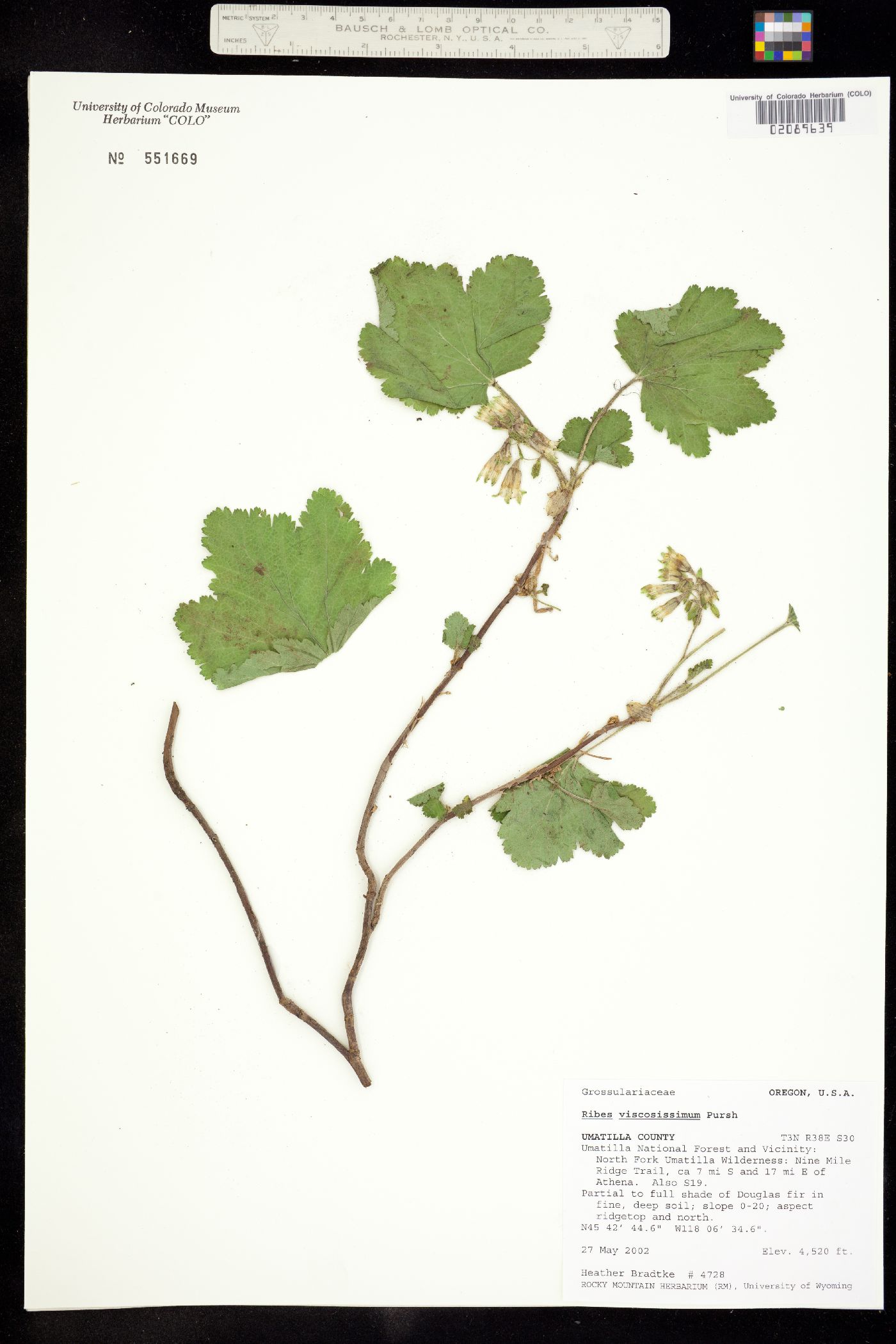 Ribes viscosissimum image
