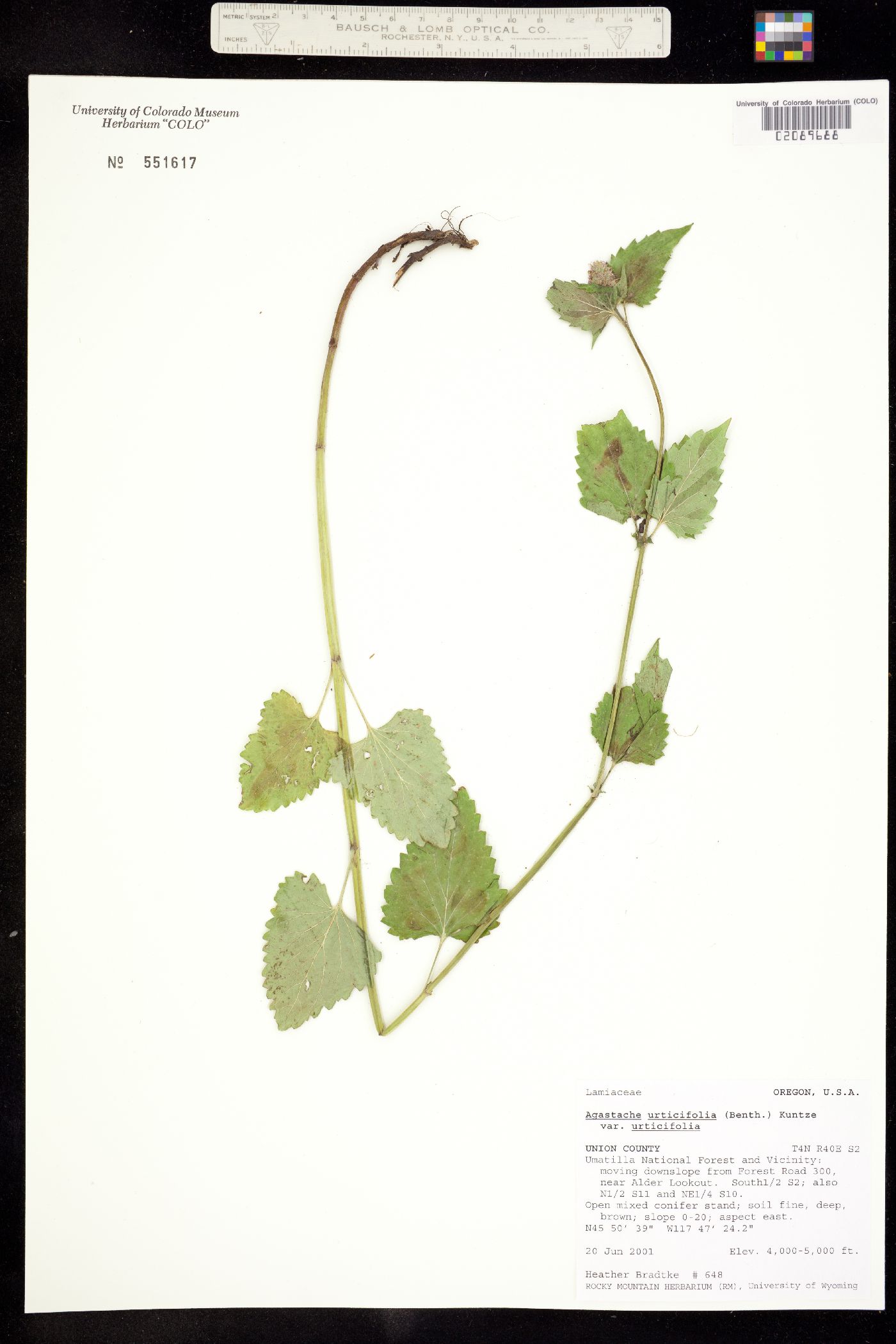 Agastache urticifolia urticifolia image