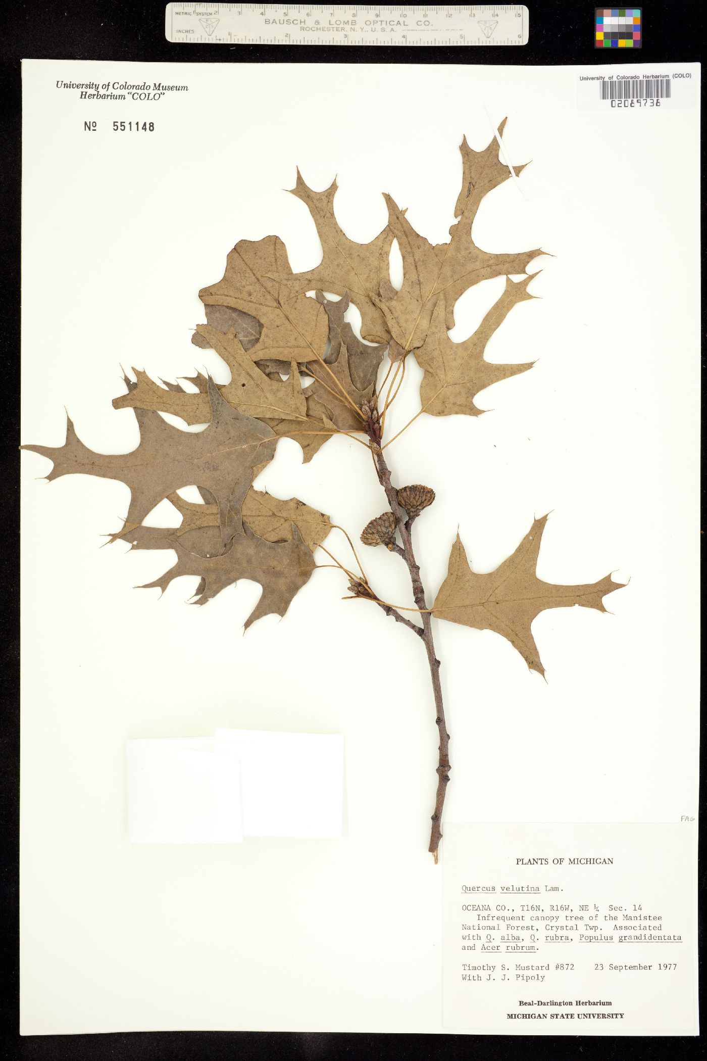 Quercus velutina image