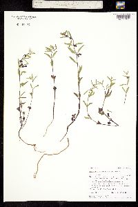 Image of Scutellaria antirrhinoides