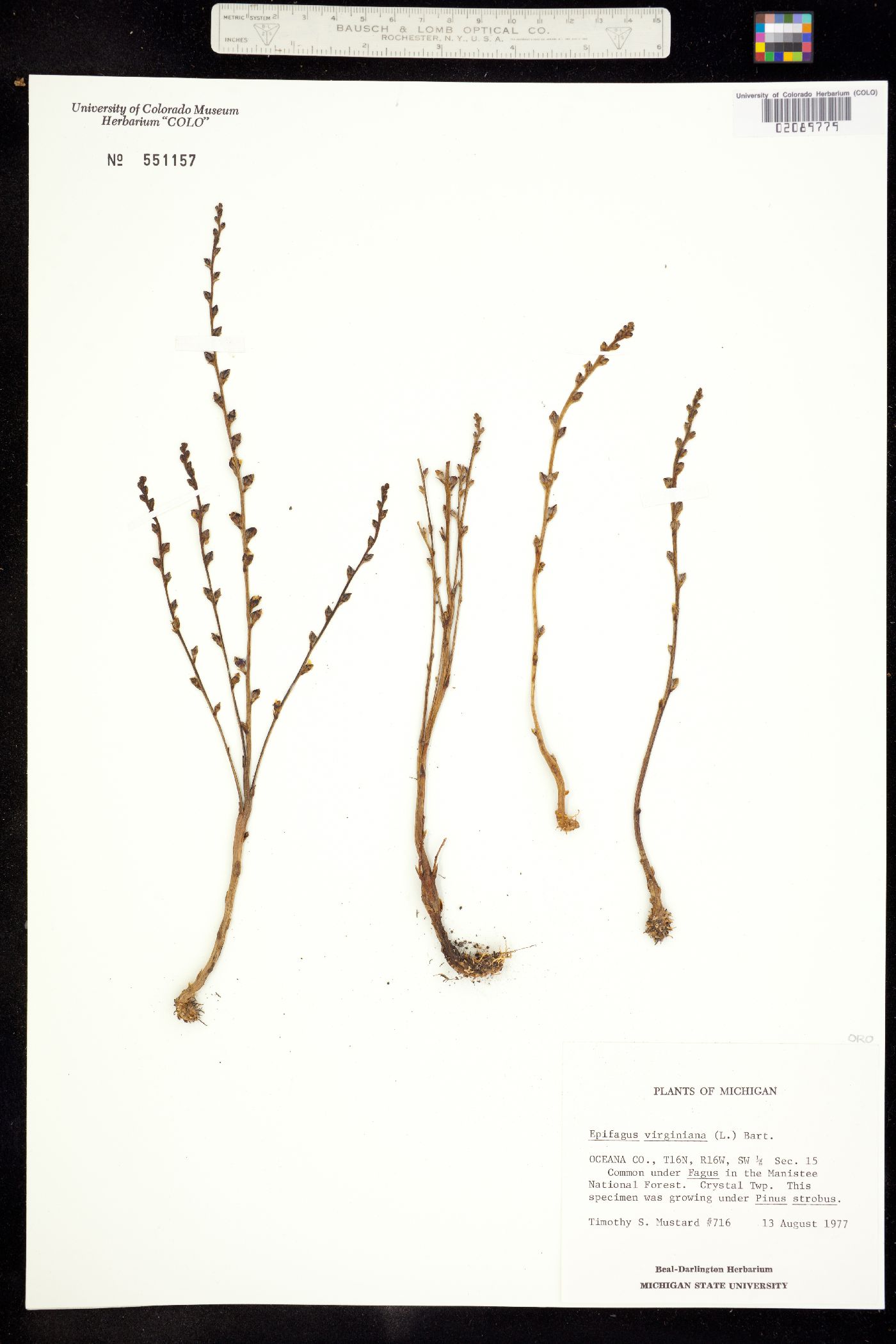 Epifagus virginiana image