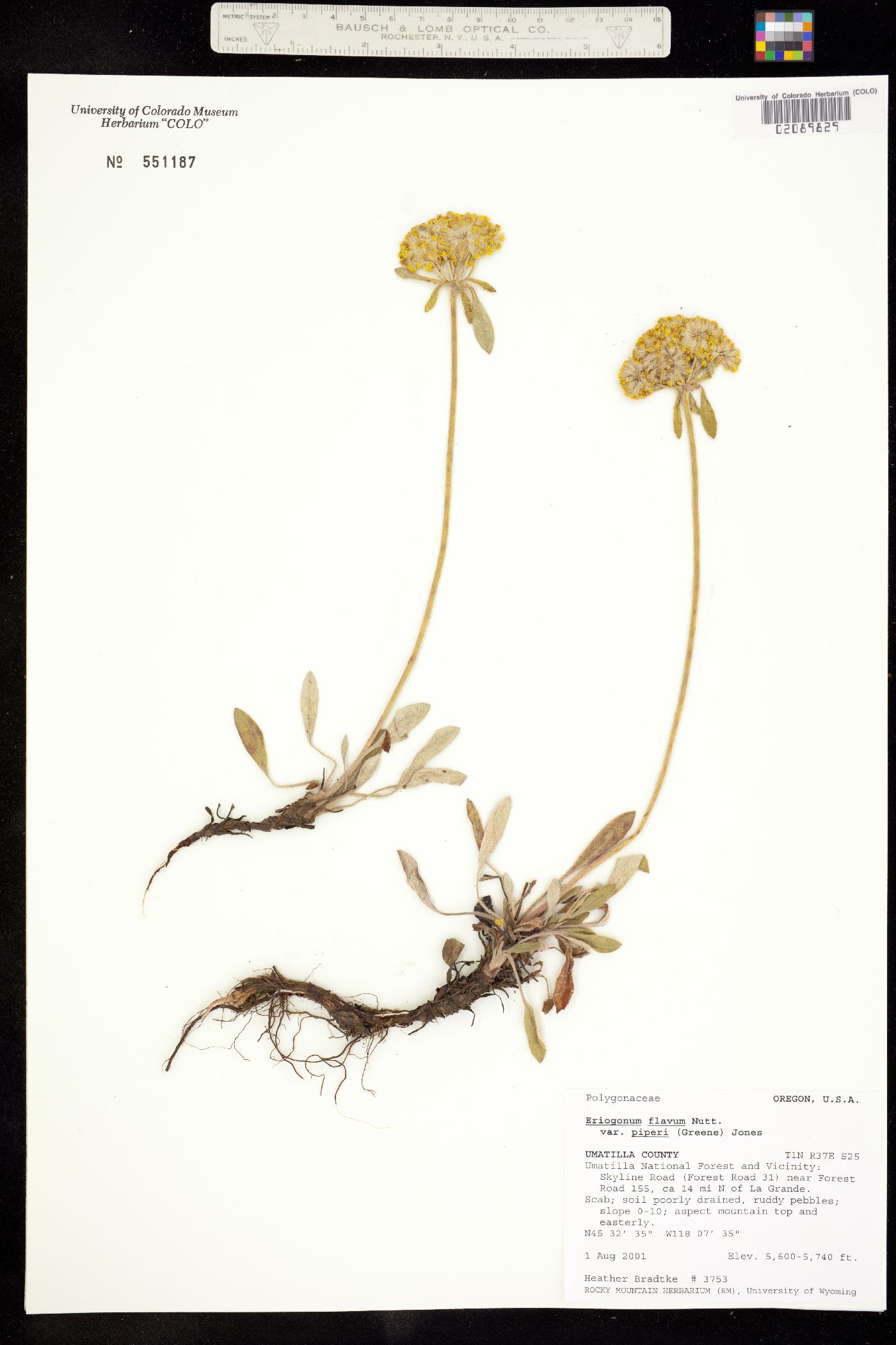 Eriogonum flavum subsp. piperi image