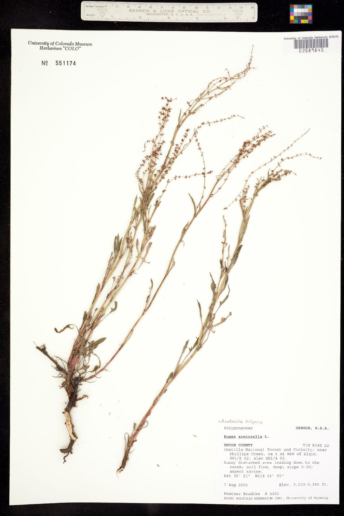 Rumex acetosella image