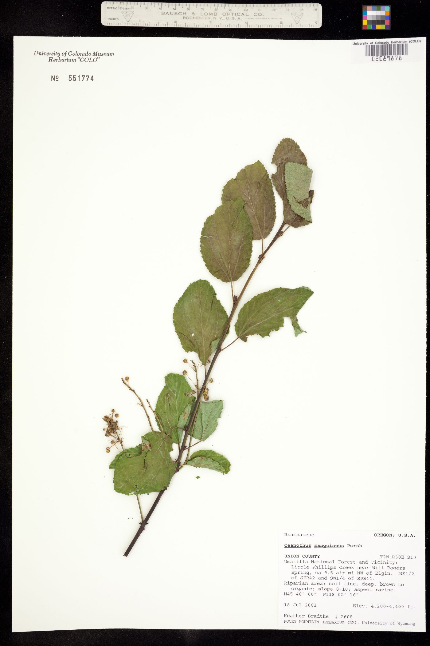 Ceanothus sanguineus image
